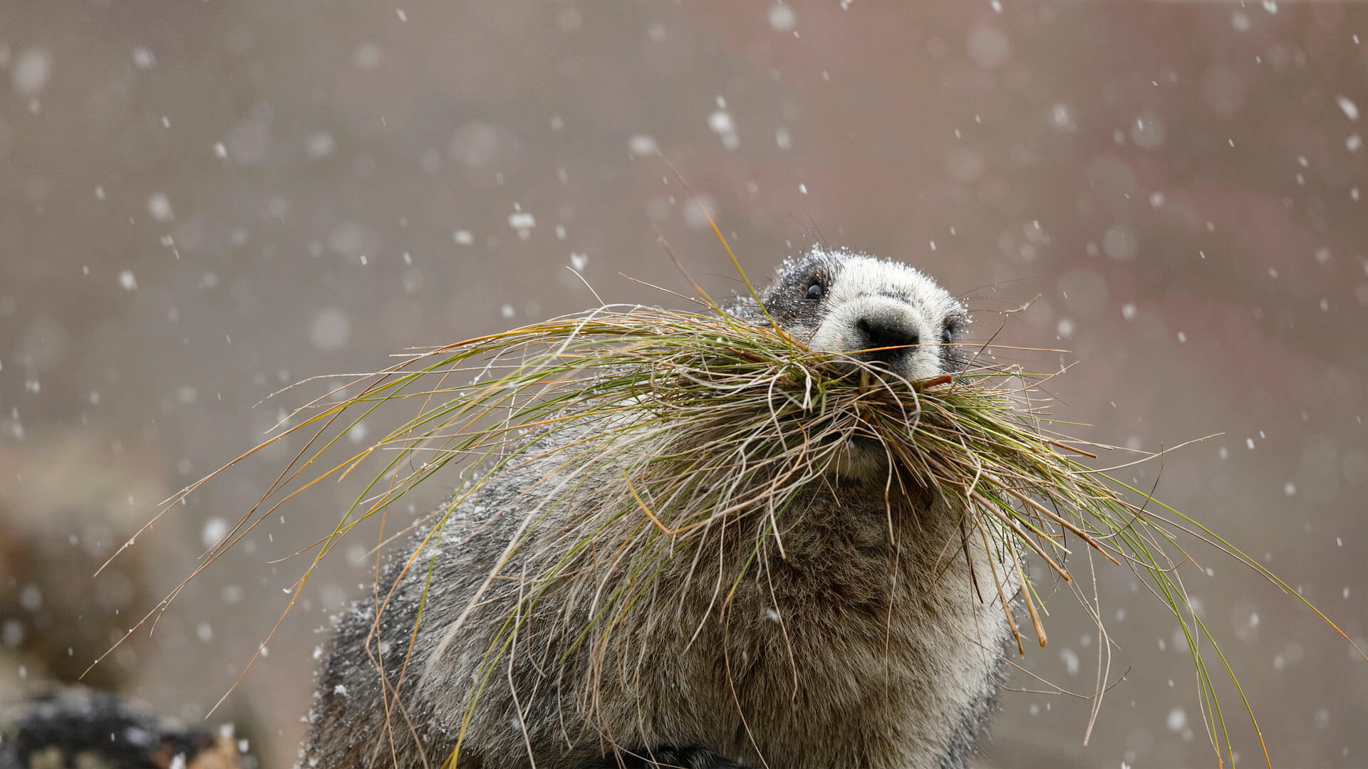 Groundhog, Microsoft wallpapers, Wallpaperhub, 1920x1080 Full HD Desktop