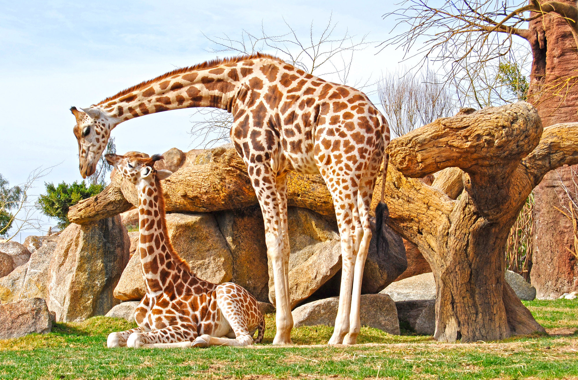 HD giraffe spectacles, Nature's marvels, Captivating wildlife, Visual delight, 2000x1320 HD Desktop