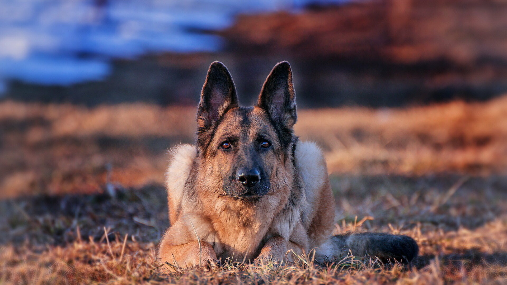 German Shepherd, Full HD wallpaper, Desktop background, Striking visuals, 1920x1080 Full HD Desktop