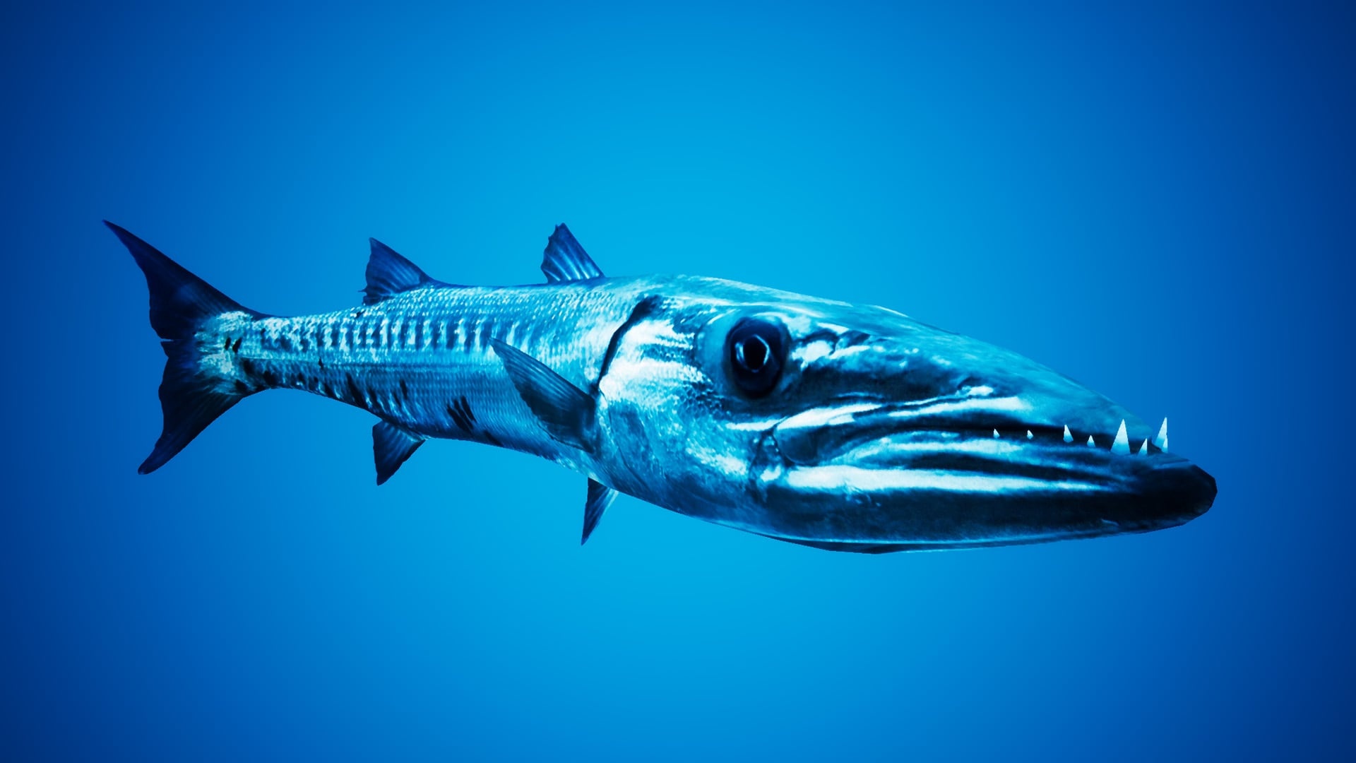 Barracuda animal, Wallpaper posted, Michelle Simpson, Aquatic predator, 1920x1080 Full HD Desktop