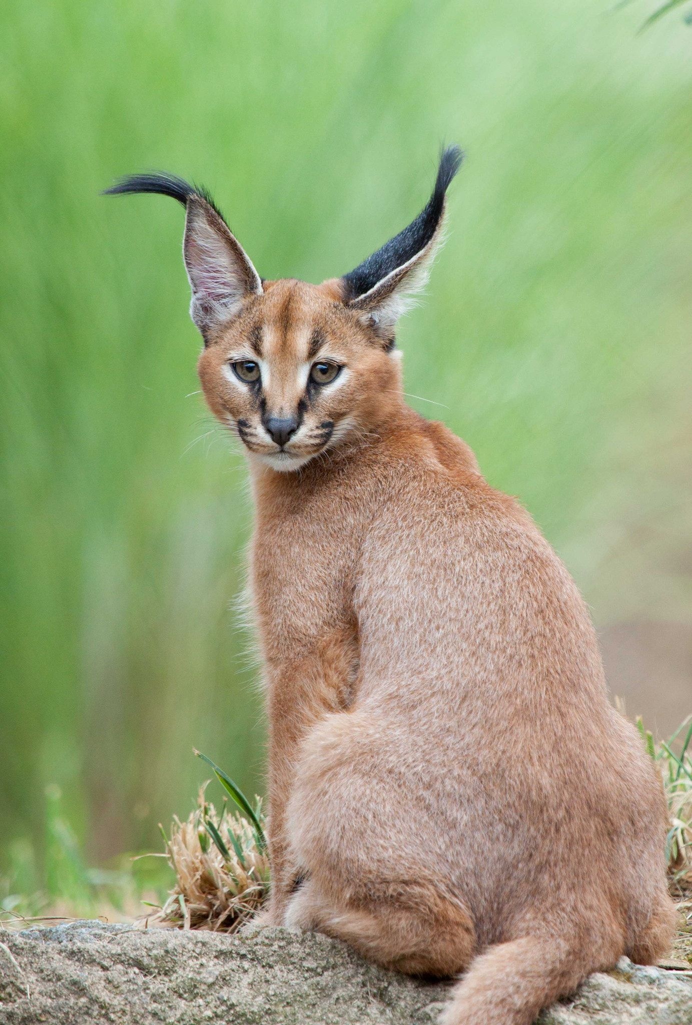 Exquisite breed, Adorable caracal, Exceptional appearance, Popular cat, 1390x2050 HD Phone