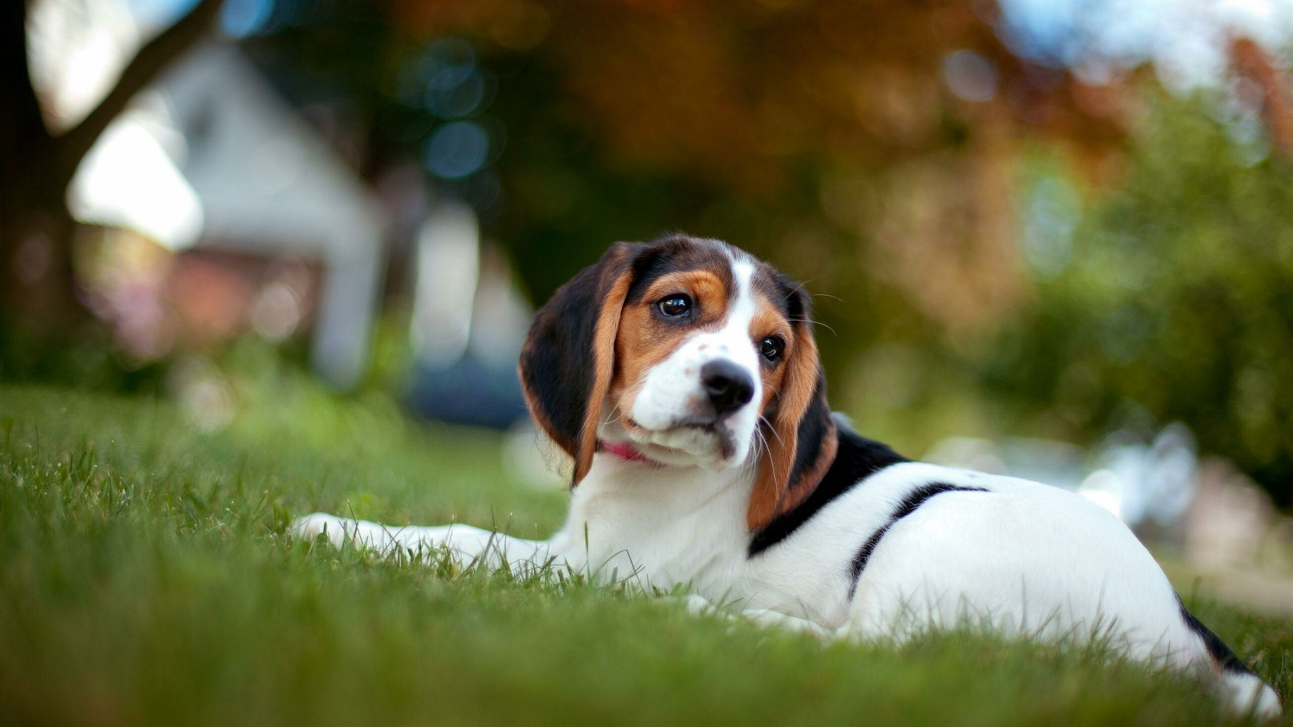 Beagle, Dog wallpapers, High quality, Cute canines, 2560x1440 HD Desktop