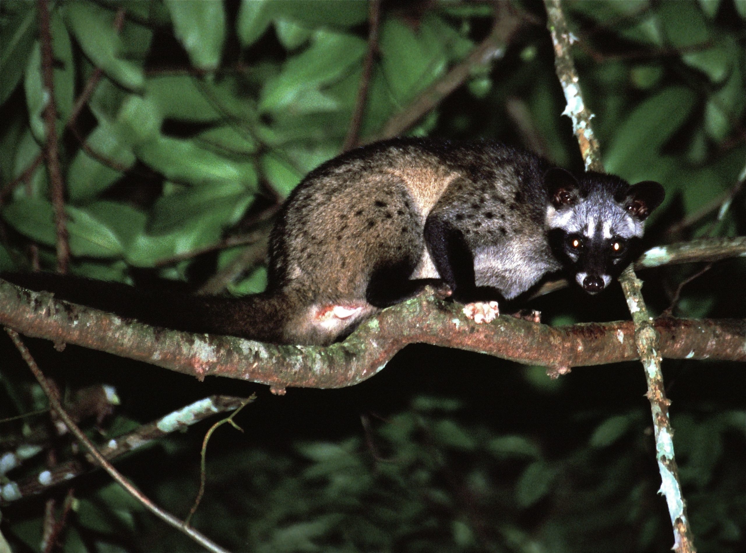 Asian Palm Civet, HD wallpapers, High quality, Nature, 2560x1900 HD Desktop