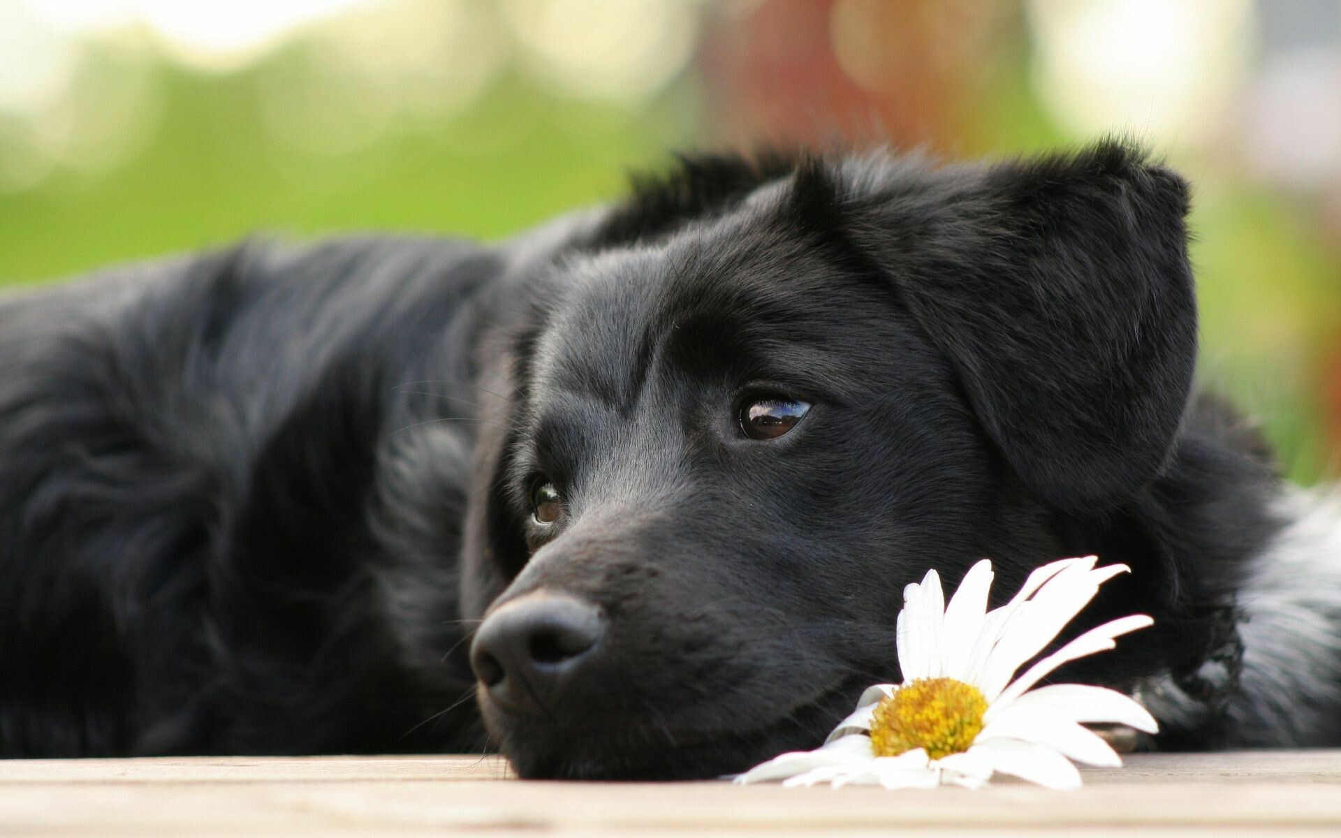 Black Labrador Retriever, Beautiful backgrounds, Stunning dog images, 1920x1200 HD Desktop