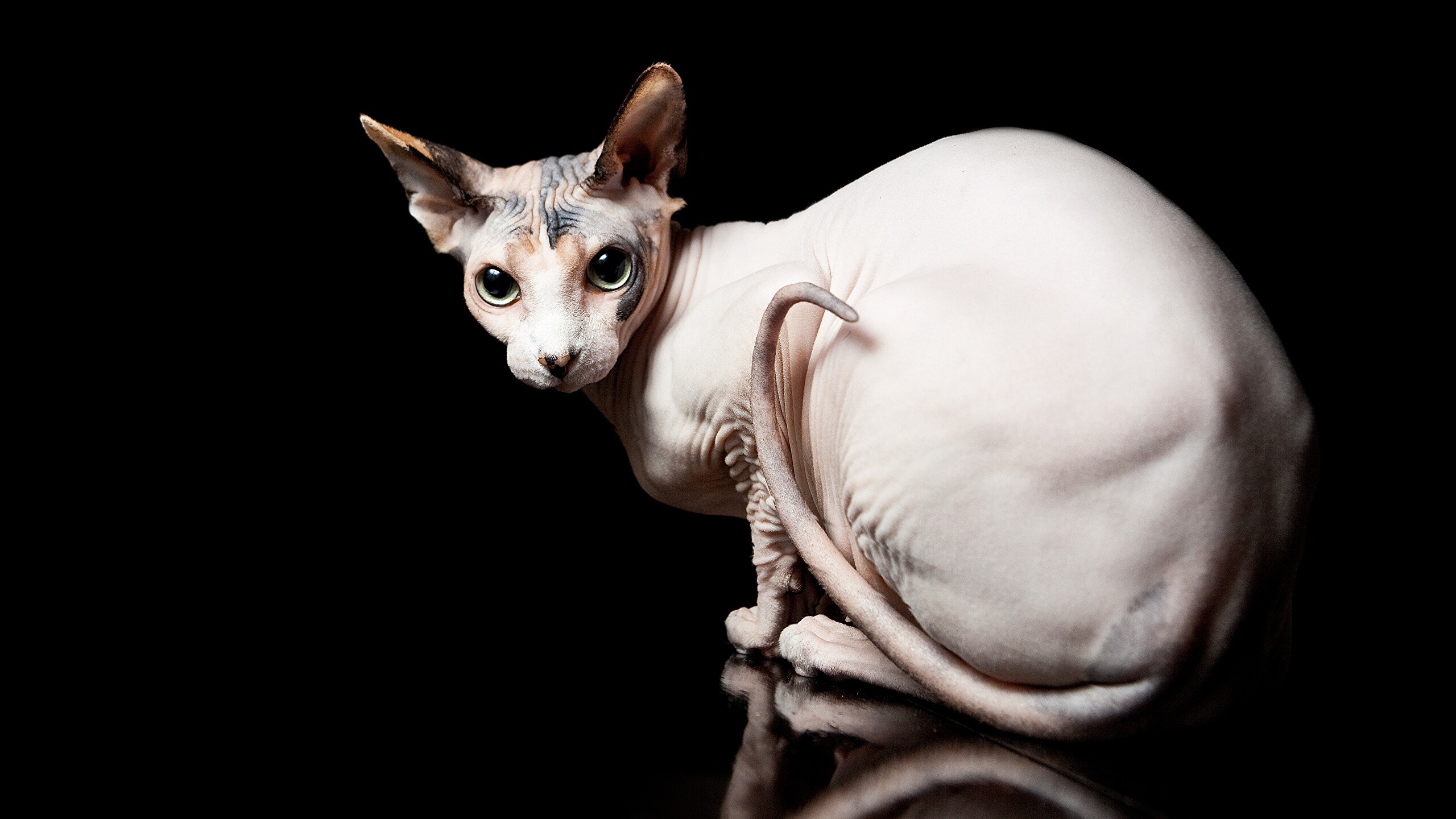 Calico, Sphynx Wallpaper, 2560x1440 HD Desktop