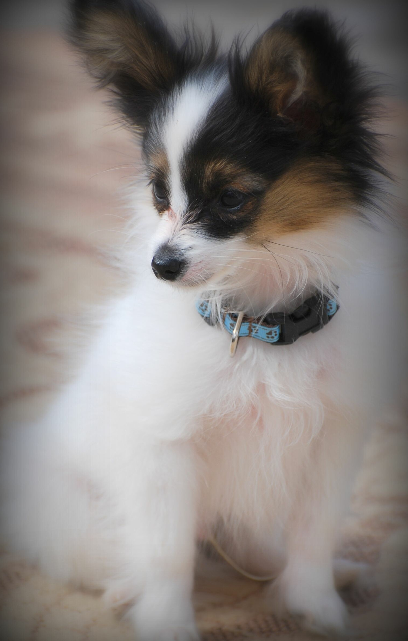 Papillon Dog, Butterfly dog, Papillon puppy, 1680x2630 HD Phone