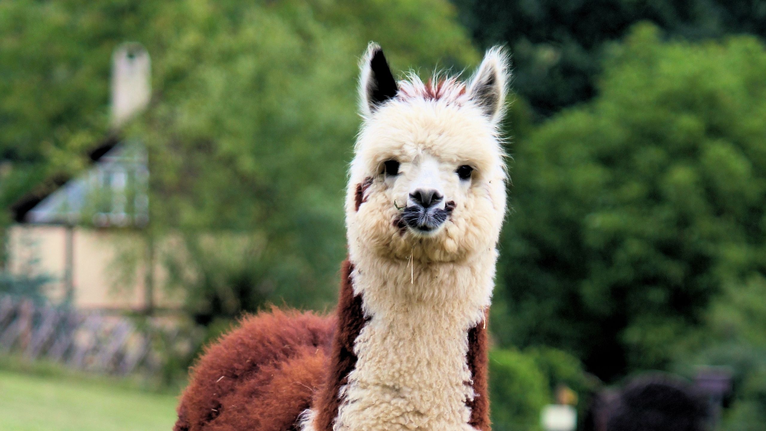 Alpaca beauty, Majestic animals, Graceful creatures, Nature's wonders, 2560x1440 HD Desktop