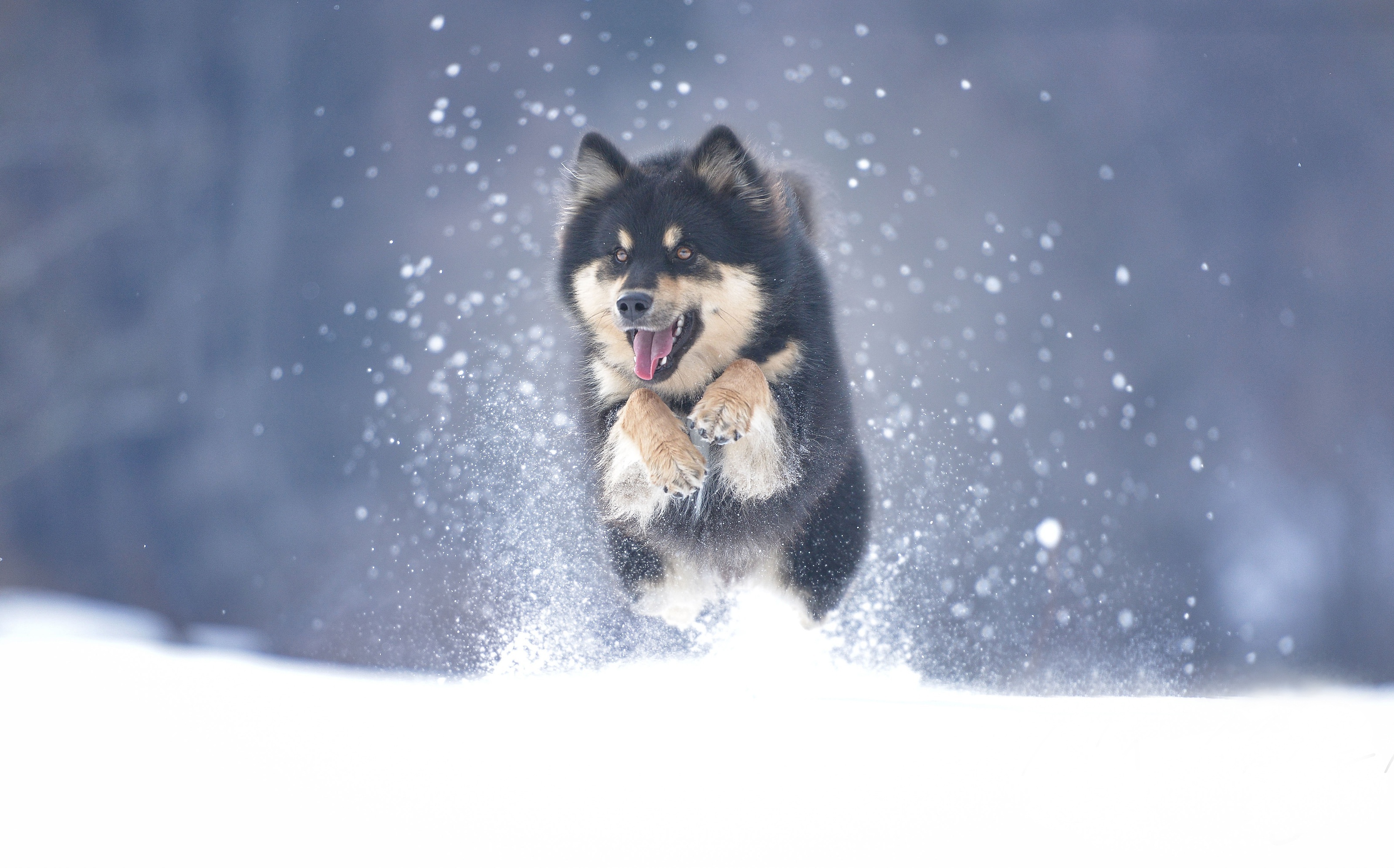 Alaskan Malamute wallpaper, High resolution, Beautiful image, Majestic dog, 3200x2000 HD Desktop