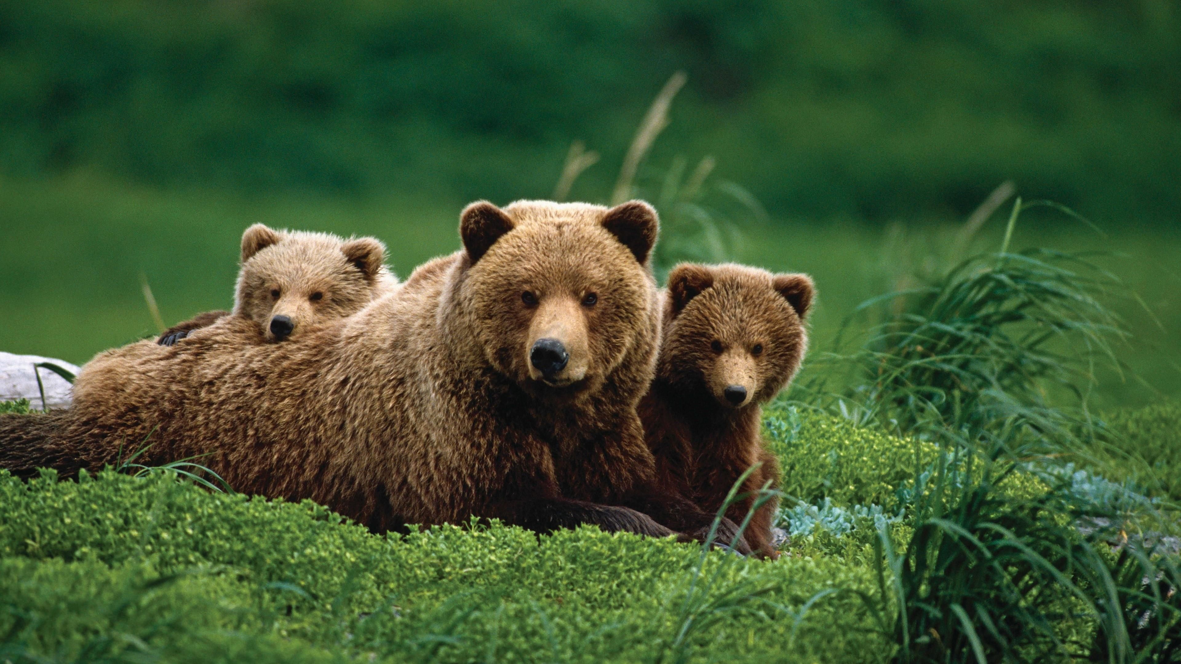 Mother and cubs, Grizzly Bears Wallpaper, 3840x2160 4K Desktop