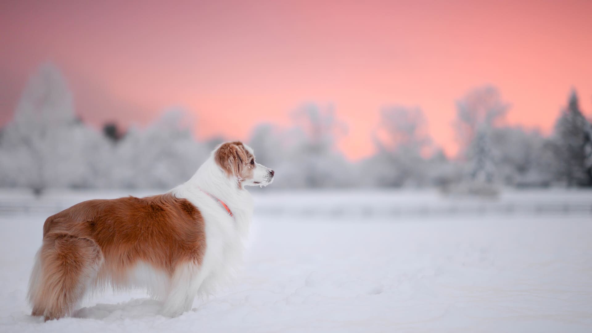 Dog wallpapers, Desktop, Laptop, Android, 1920x1080 Full HD Desktop