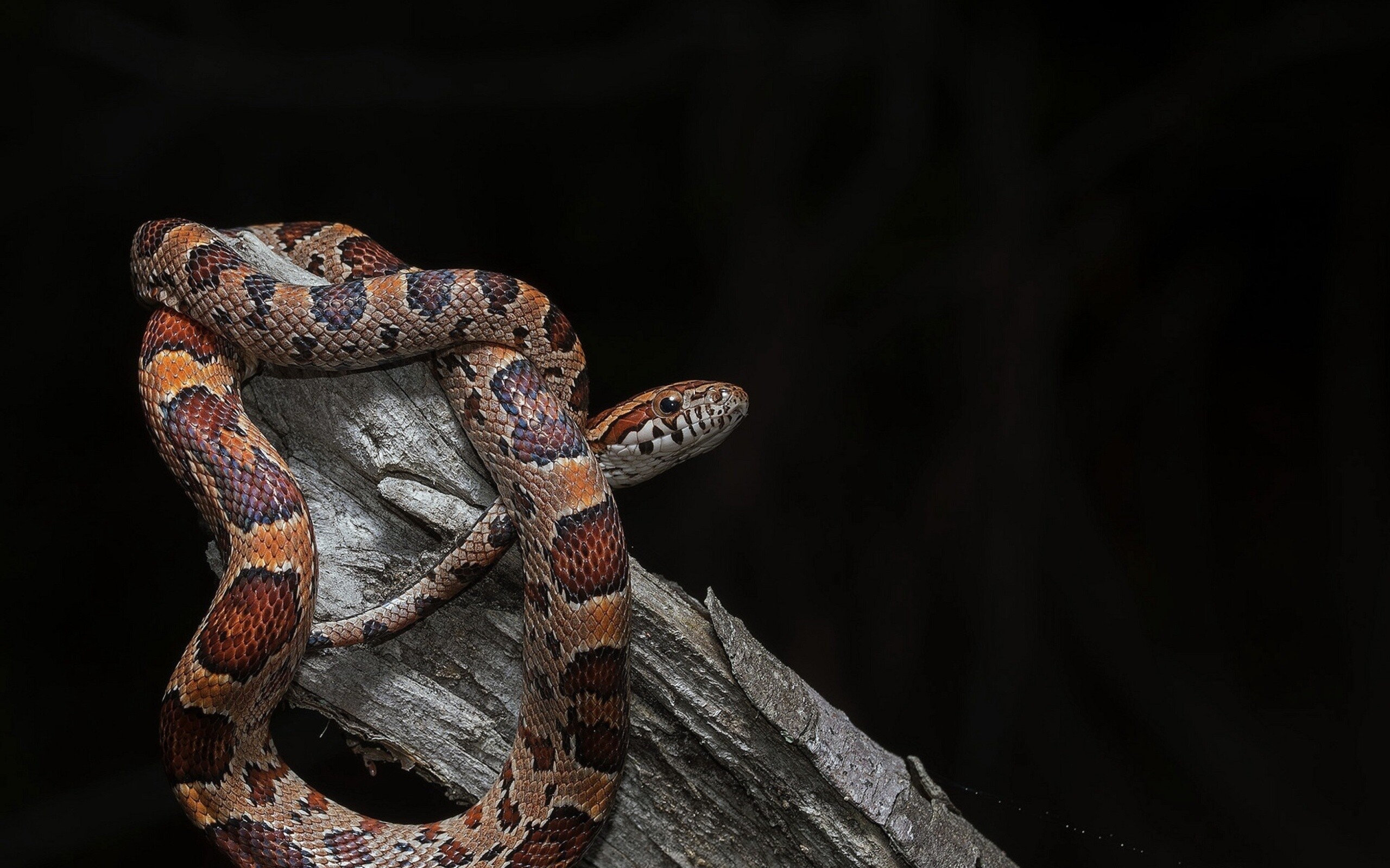 Pantherophis, Snakes Wallpaper, 2560x1600 HD Desktop