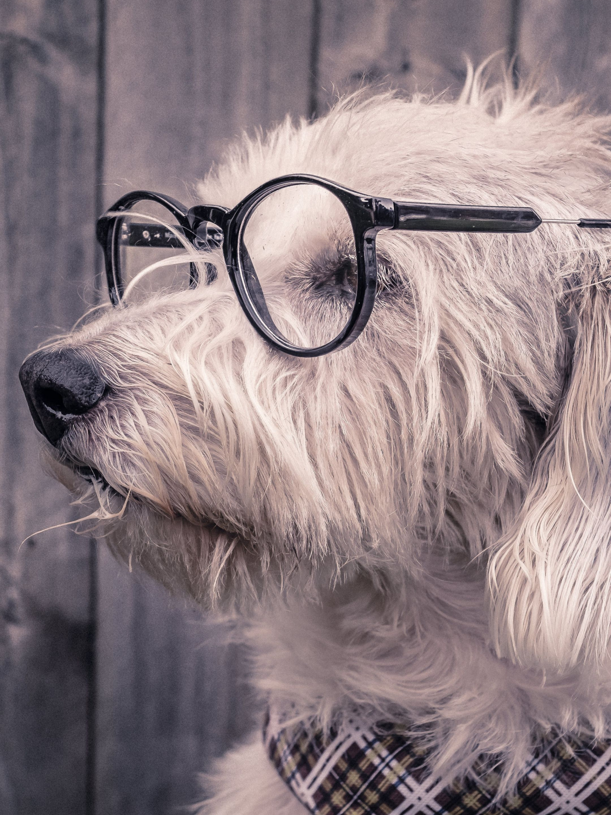 2160x3840, Glasses, Scarf, Dog, 2050x2740 HD Phone