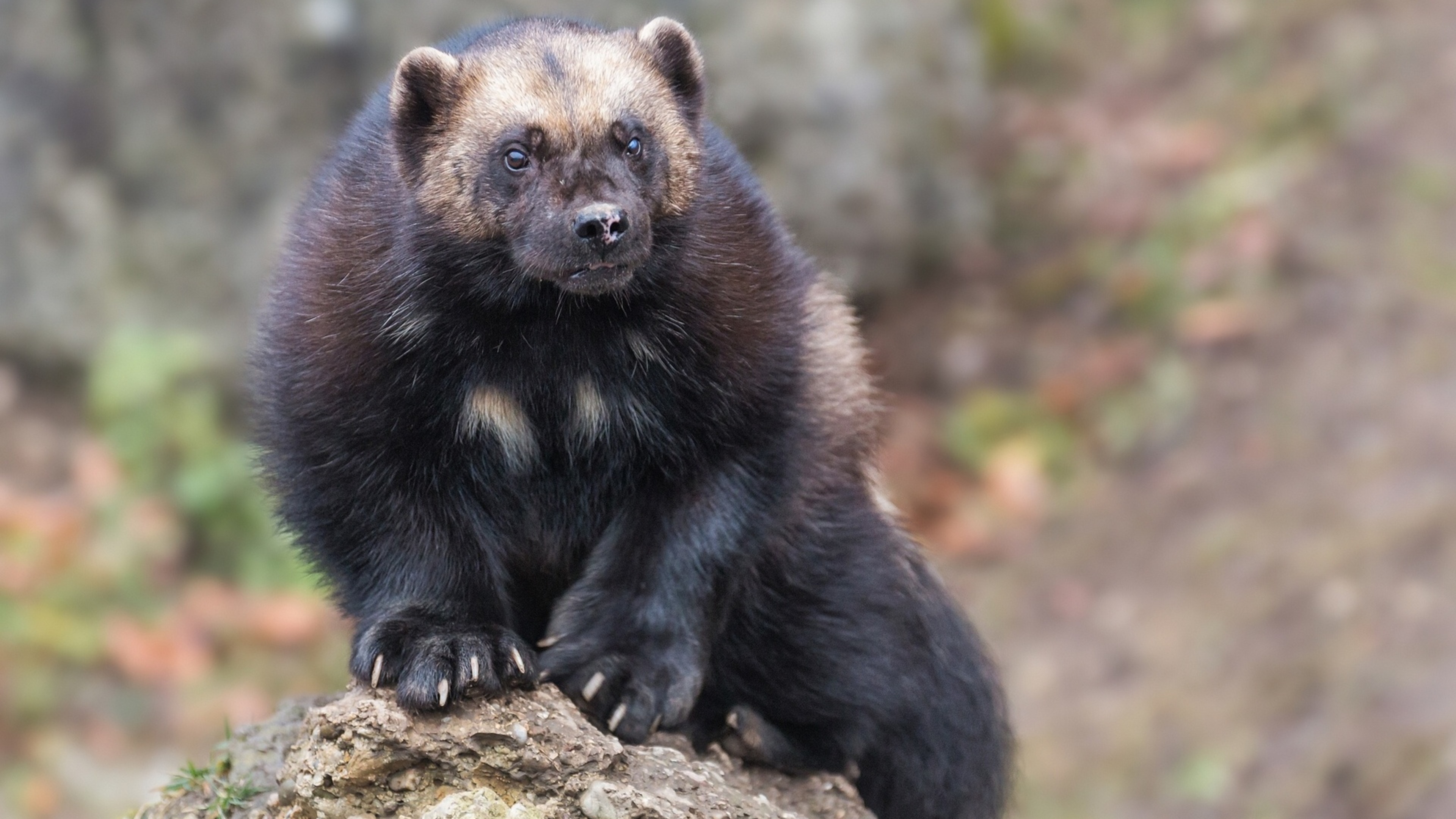 Wolverine animal, HD wallpaper, Eth zoology collection, 3840x2160 4K Desktop