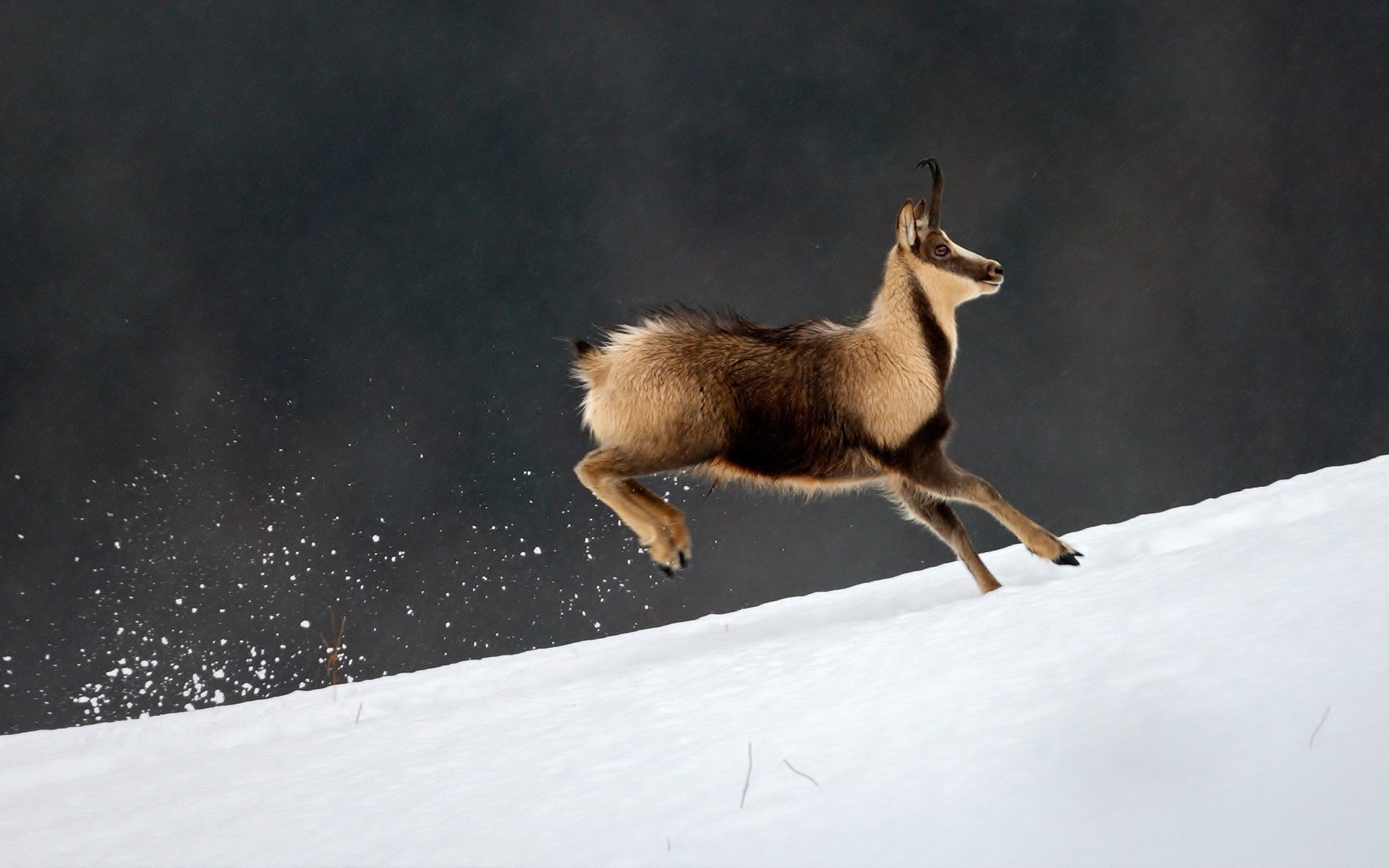Graceful chamois, Majestic creatures, Natural beauty, Wildlife photography, 1920x1200 HD Desktop
