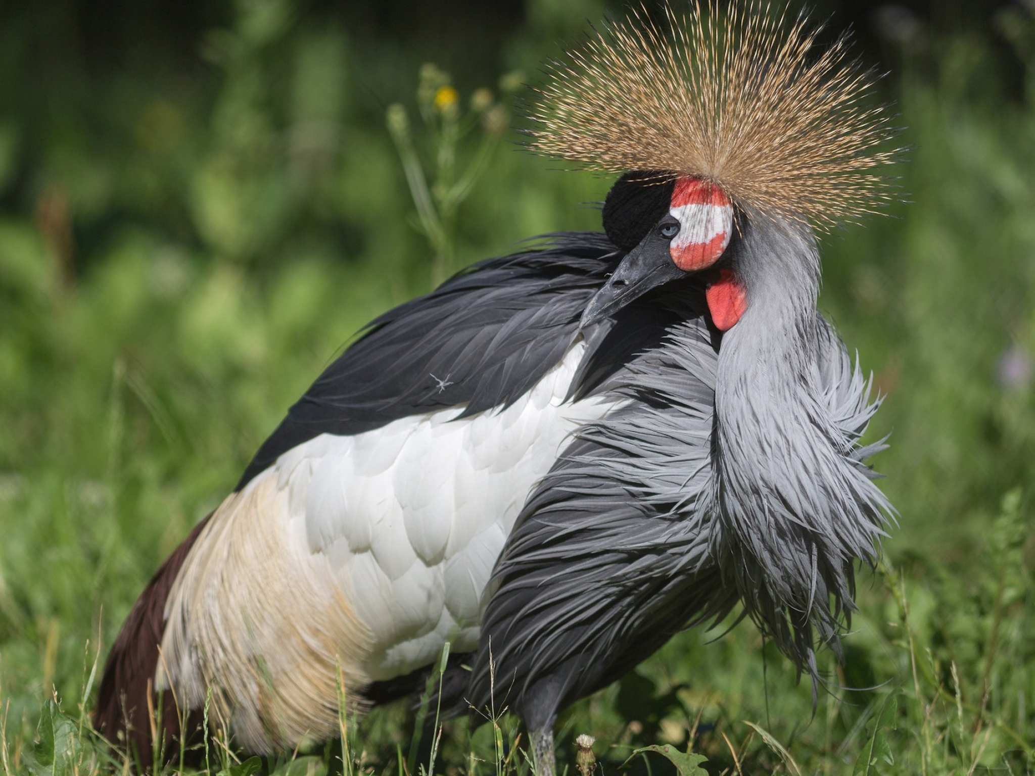 Grey crowned crane wallpaper, HD bird backgrounds, Beautiful plumage, Elegant bird, 2050x1540 HD Desktop