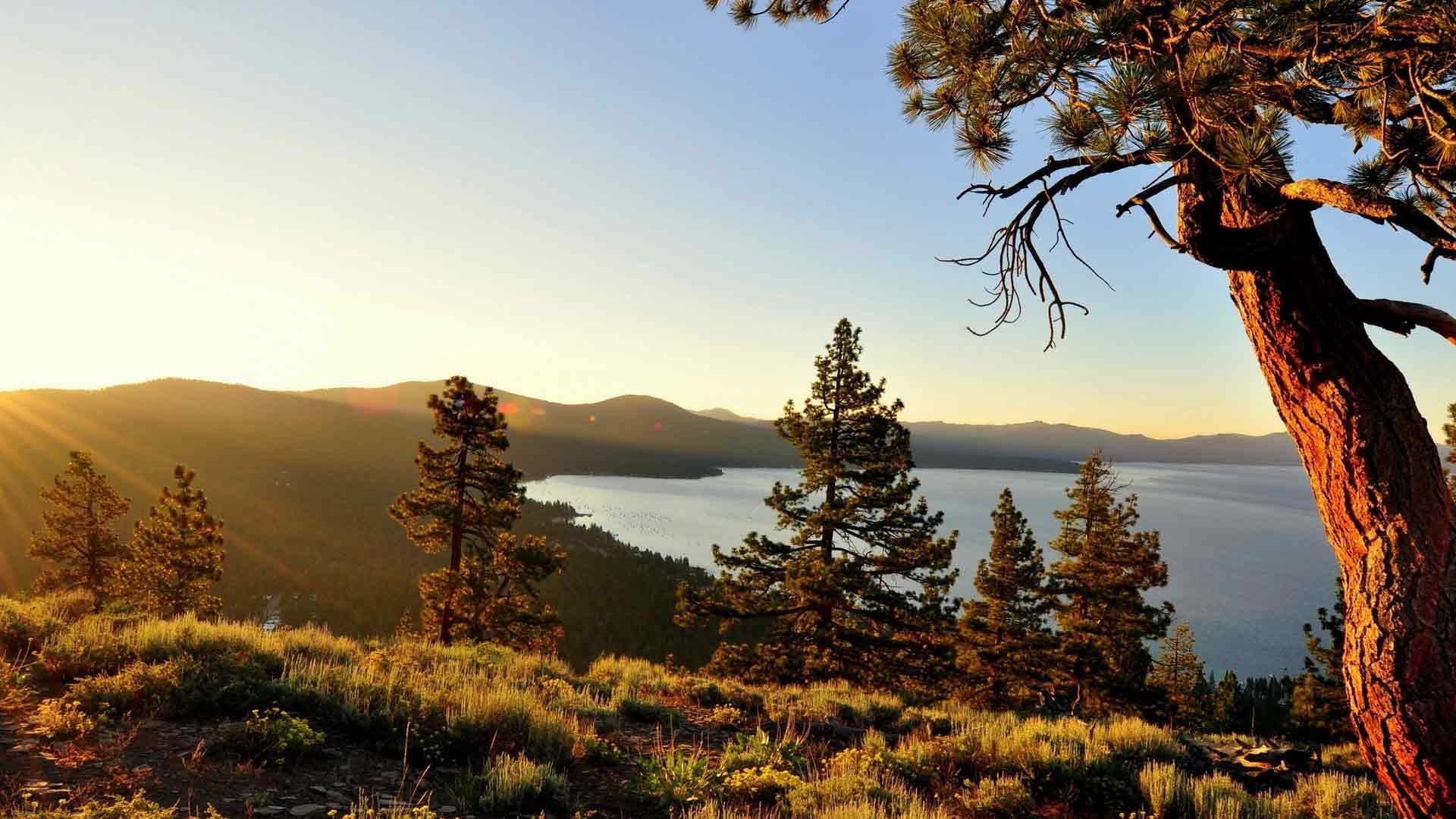 Pine tree wallpapers, Diverse tree images, Nature's tapestry, Woodland beauty, 1920x1080 Full HD Desktop