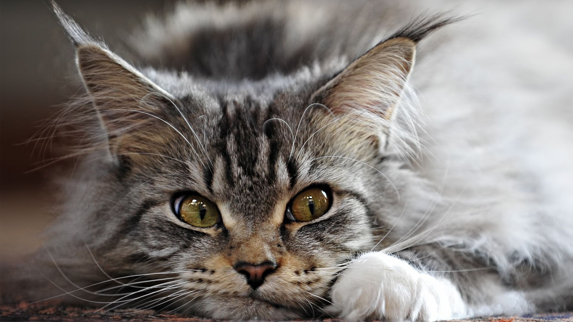 Funny Maine Coon cat wallpapers, Adorable kitten images, Perfect for desktop and mobile, Free download, 1920x1080 Full HD Desktop