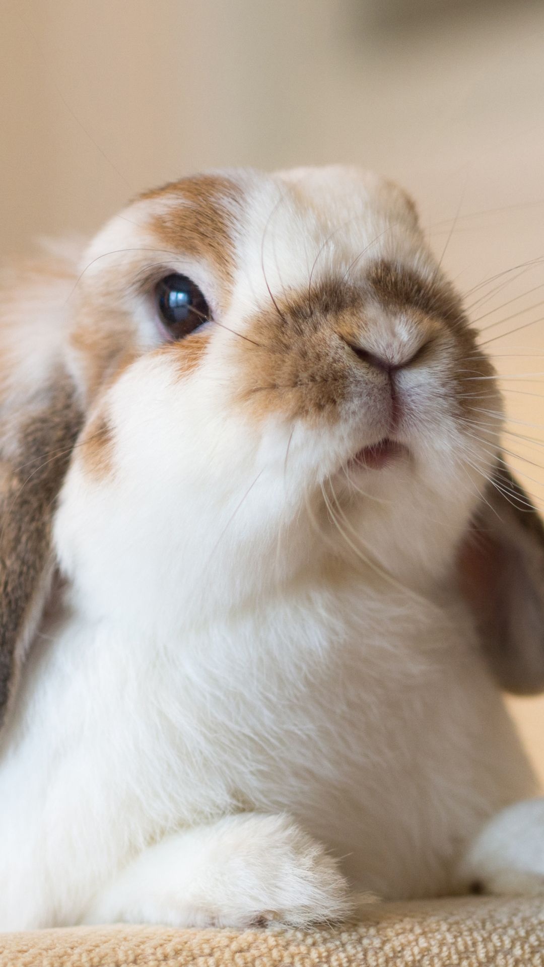 Bunny, Rabbit mobile wallpaper, Cute animals, Baby bunnies, 1080x1920 Full HD Phone