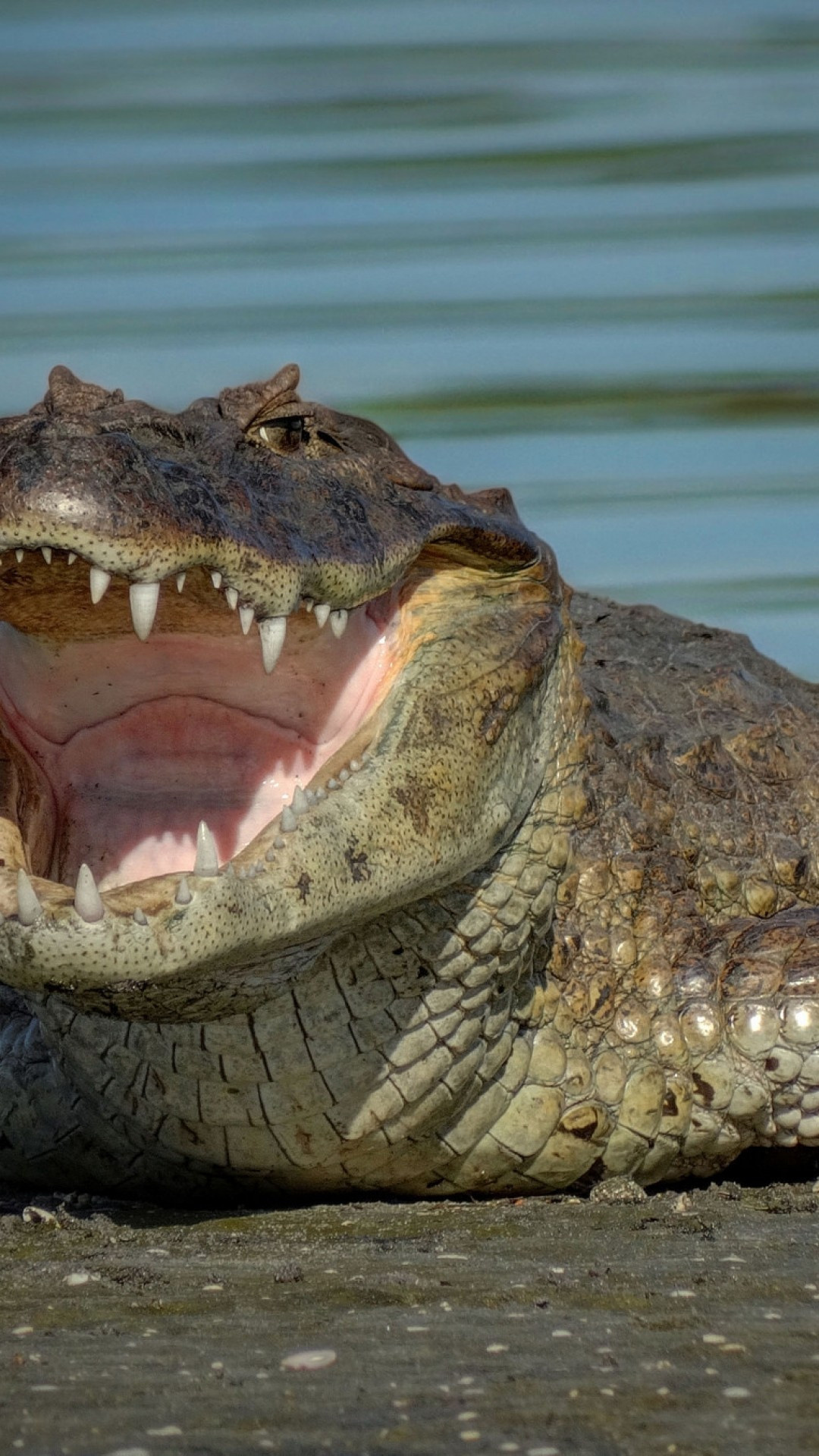 Crocodile Animals - Sharp Teeth, Water, Open Mouth, iPhone, 1080x1920 Full HD Phone