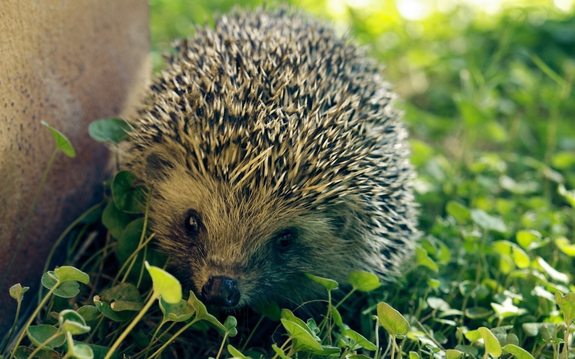 Hedgehog, Intriguing wallpaper choice, Mesmerizing patterns, Nature's artwork, 1920x1200 HD Desktop