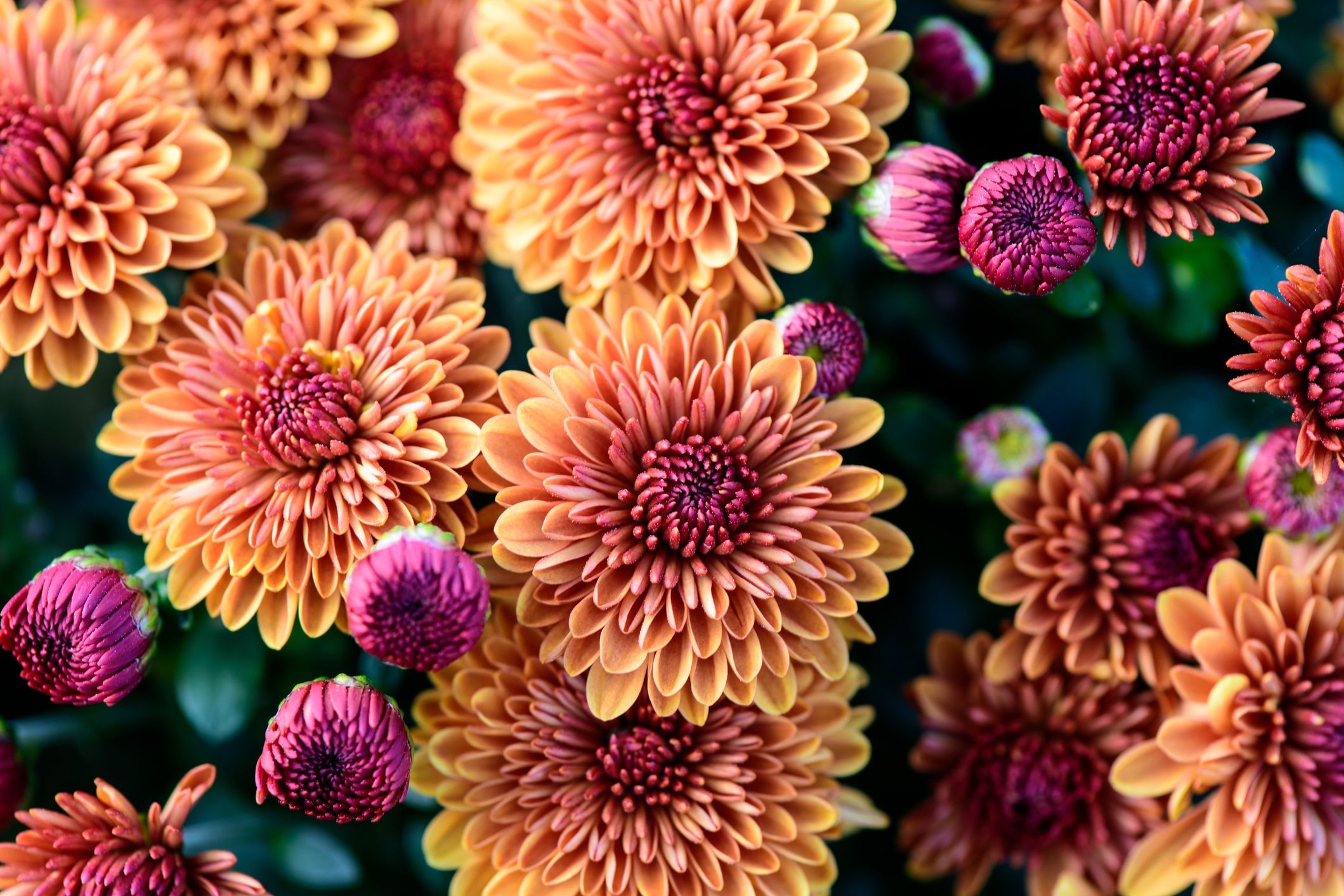 Orange chrysanthemum blooms, Magenta flower buds, Autumn floral display, HD Desktop wallpaper