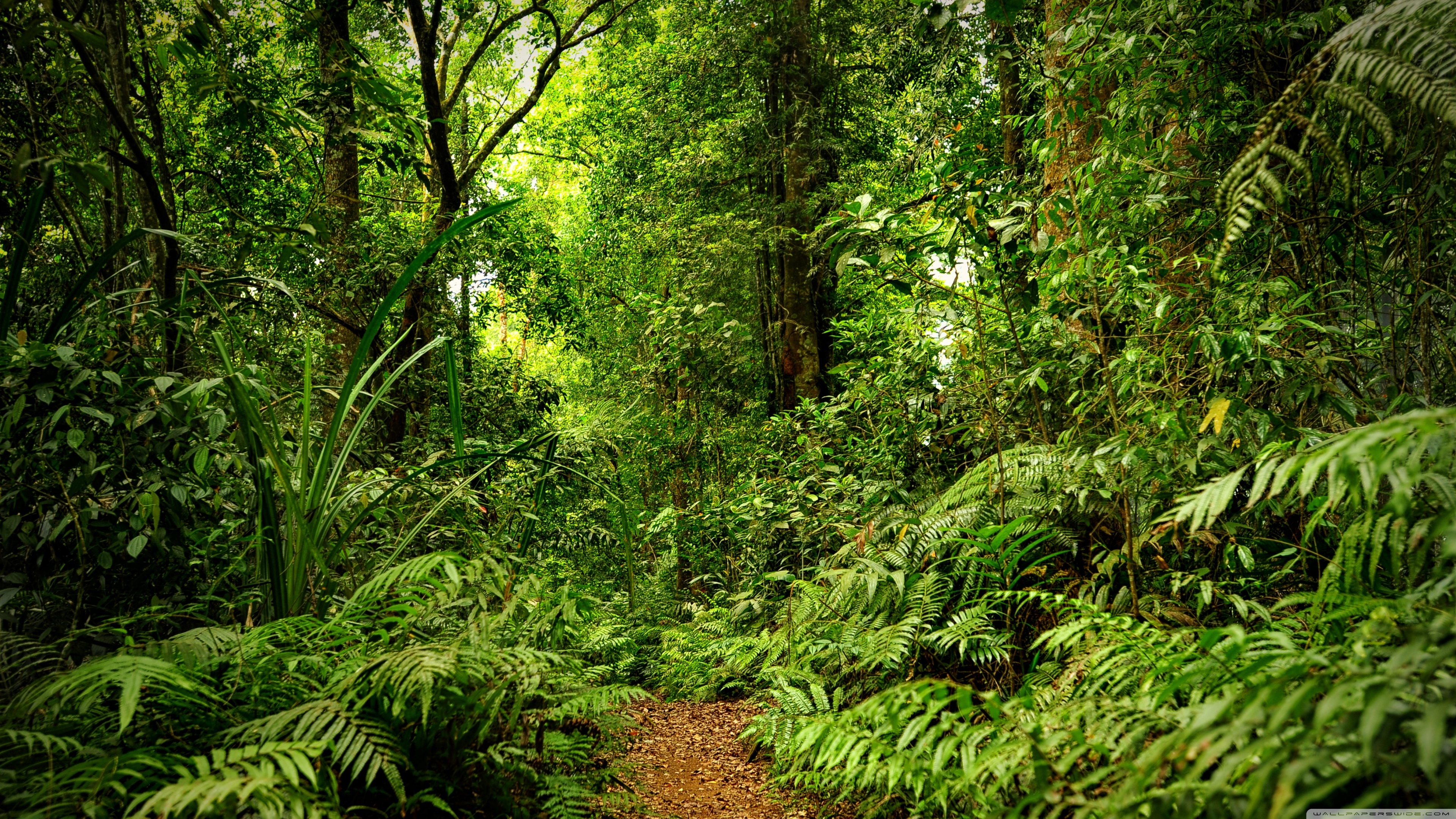 Ferns, Amazon Rain Forest Wallpaper, 3840x2160 4K Desktop