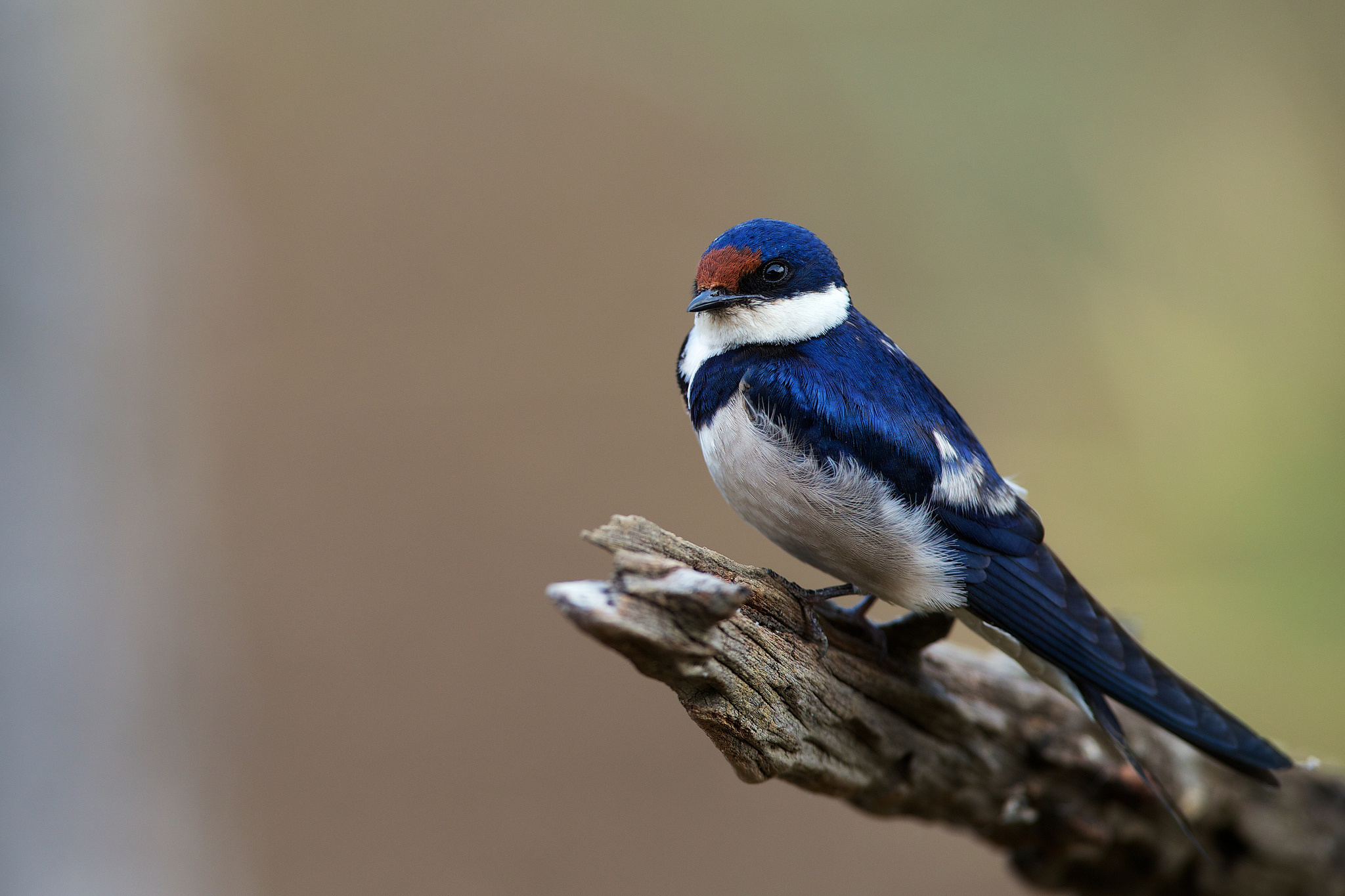 Barn swallow wallpapers, Artistic representations, Feathered friends, Nature-inspired, 2050x1370 HD Desktop