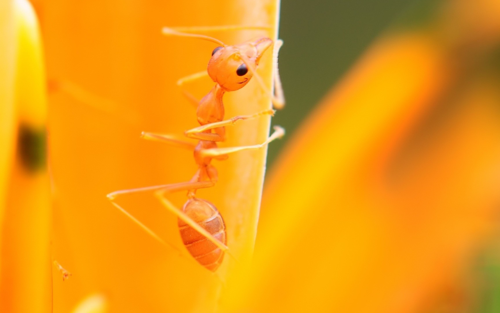 Ant wallpaper, Stunning ant portrait, Captivating image, Perfect for screens, 1920x1200 HD Desktop