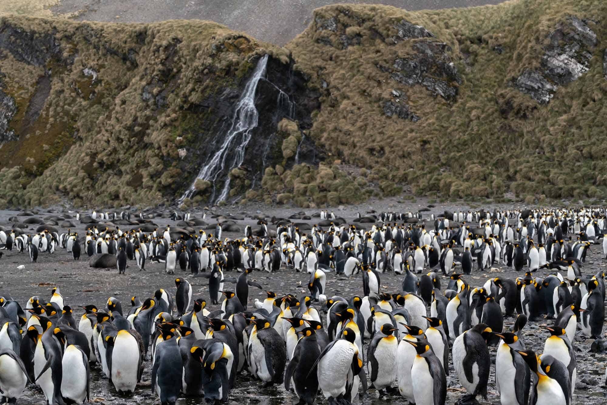 South Sandwich Islands, Travel tips, Wildlife encounters, 2022 travel, 2000x1340 HD Desktop