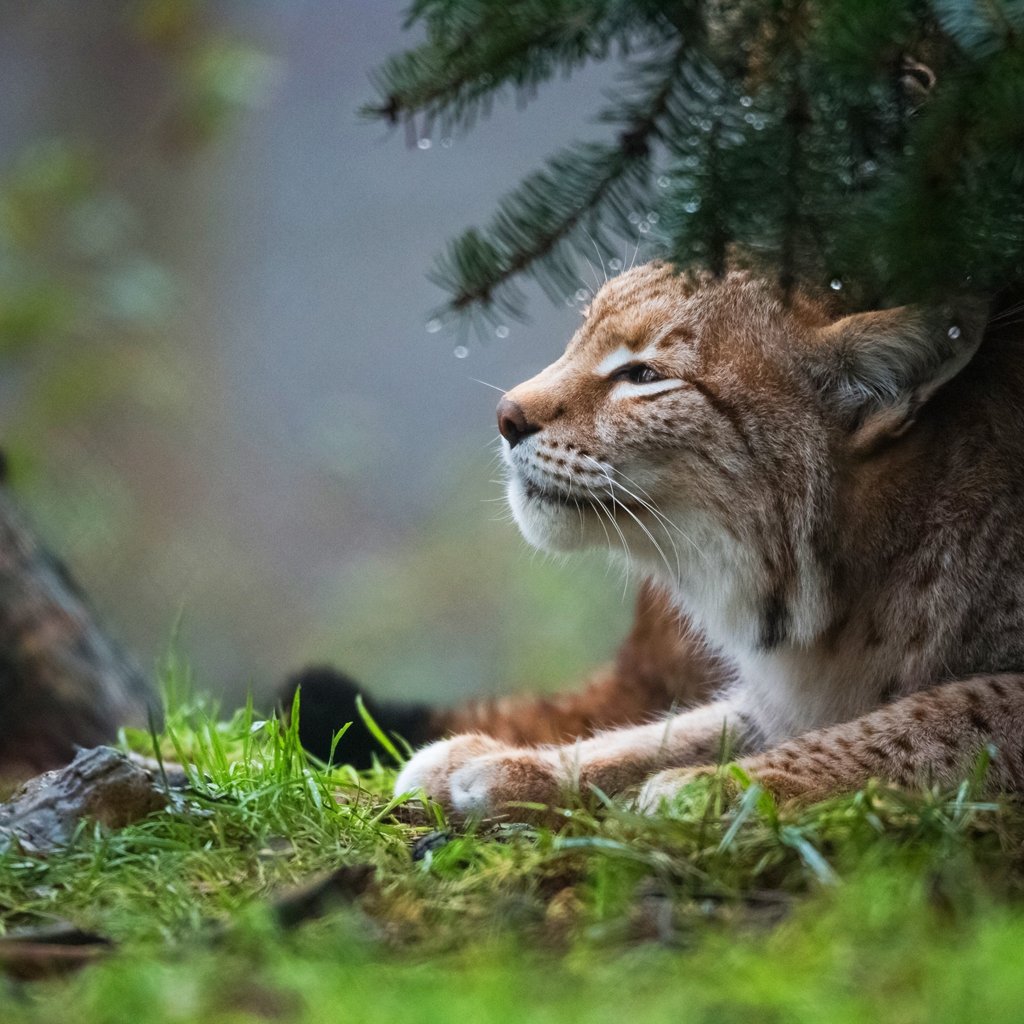 Eurasian lynx, Silent predator, Camouflaged hideout, Nature's camouflage, 2050x2050 HD Phone