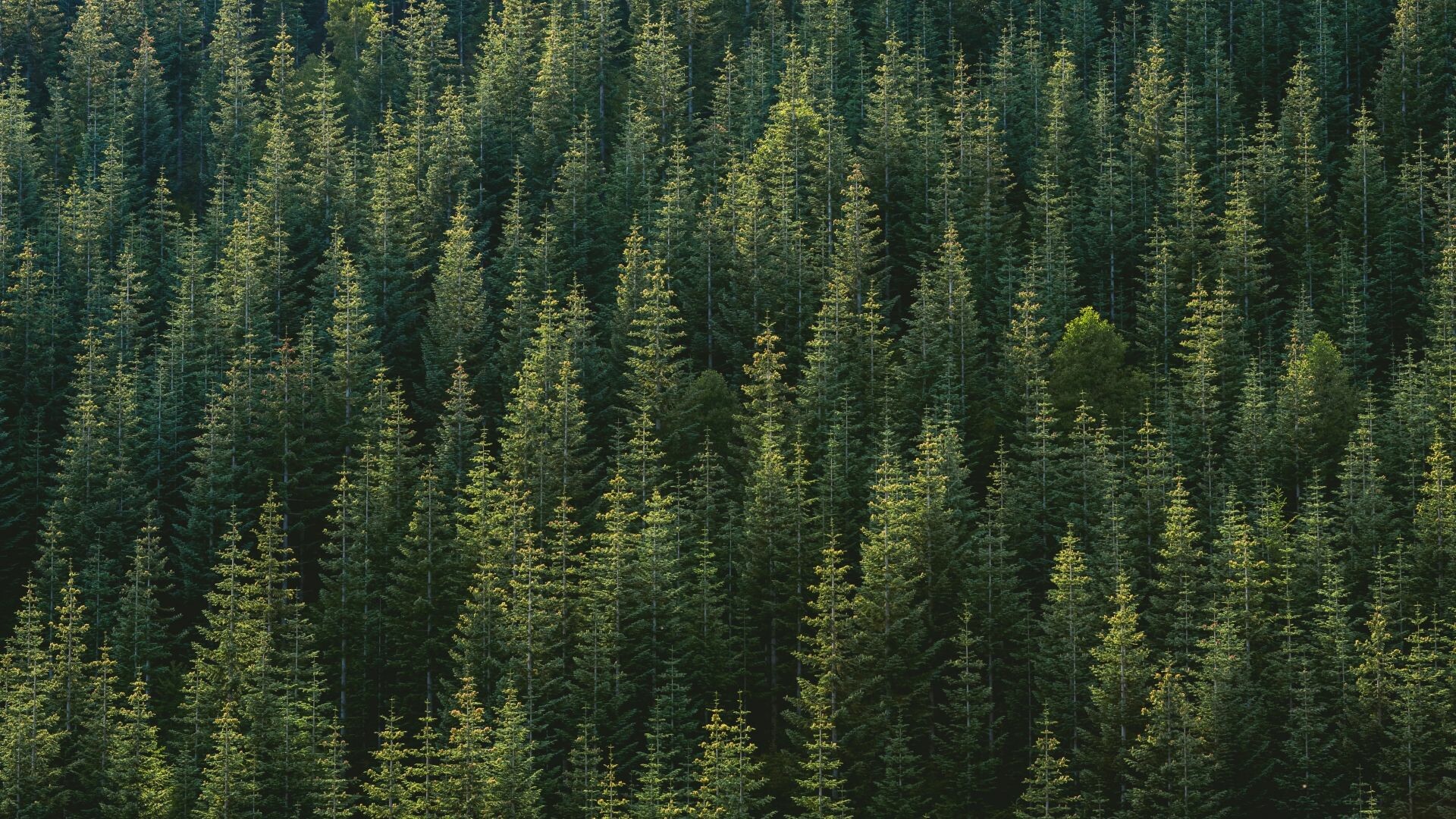 Spruce-fir forest, Trees Wallpaper, 1920x1080 Full HD Desktop