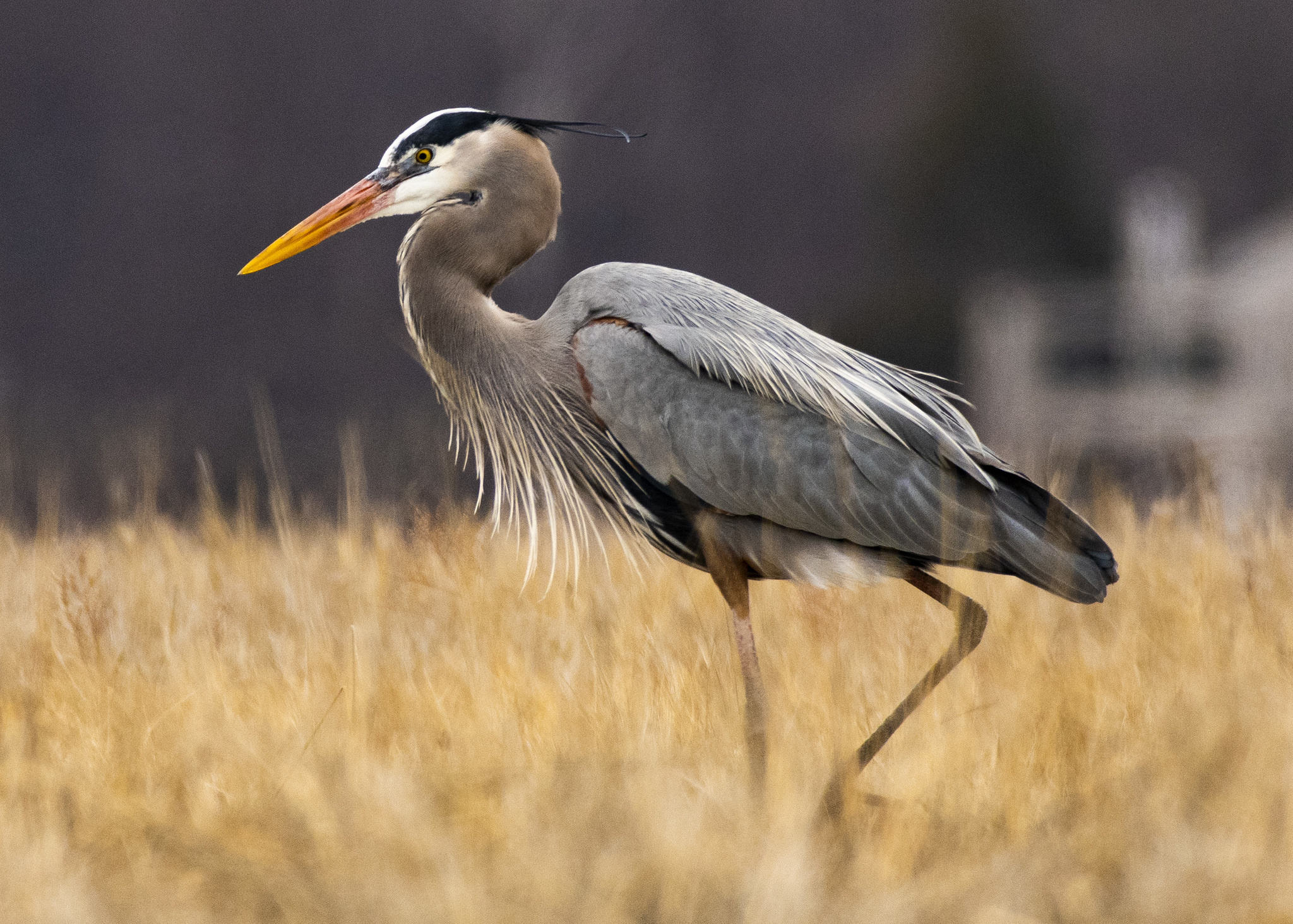 Great Blue Heron, Inaturalist, 2050x1470 HD Desktop