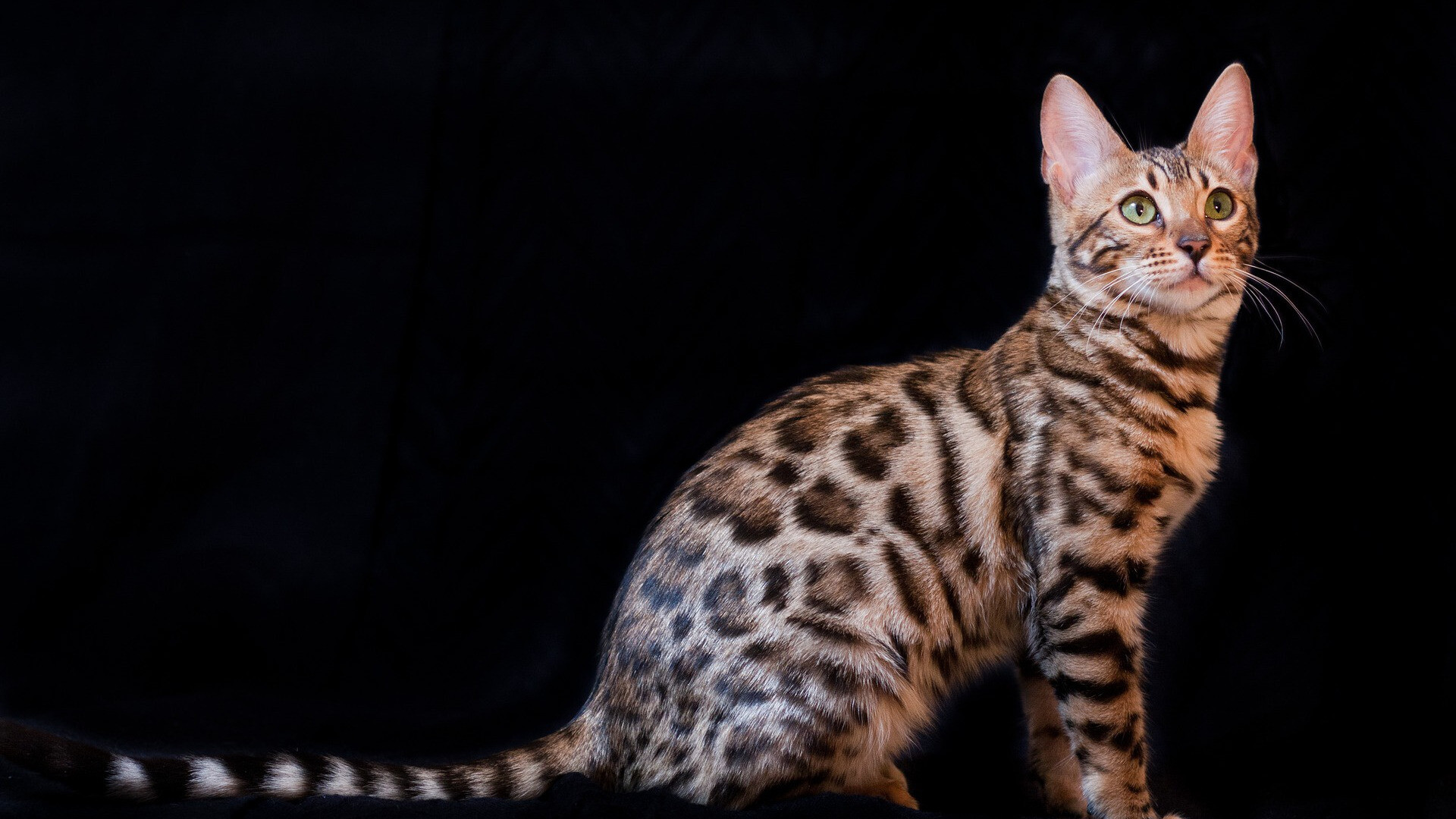 Bengal cat, Mysterious allure, Dark background, Striking coloration, 1920x1080 Full HD Desktop