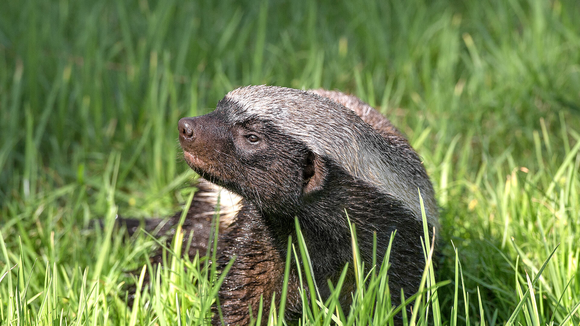 Adventurous honey badger, Mysterious creature, Fearless explorer, Wildlife wallpaper, 1920x1080 Full HD Desktop