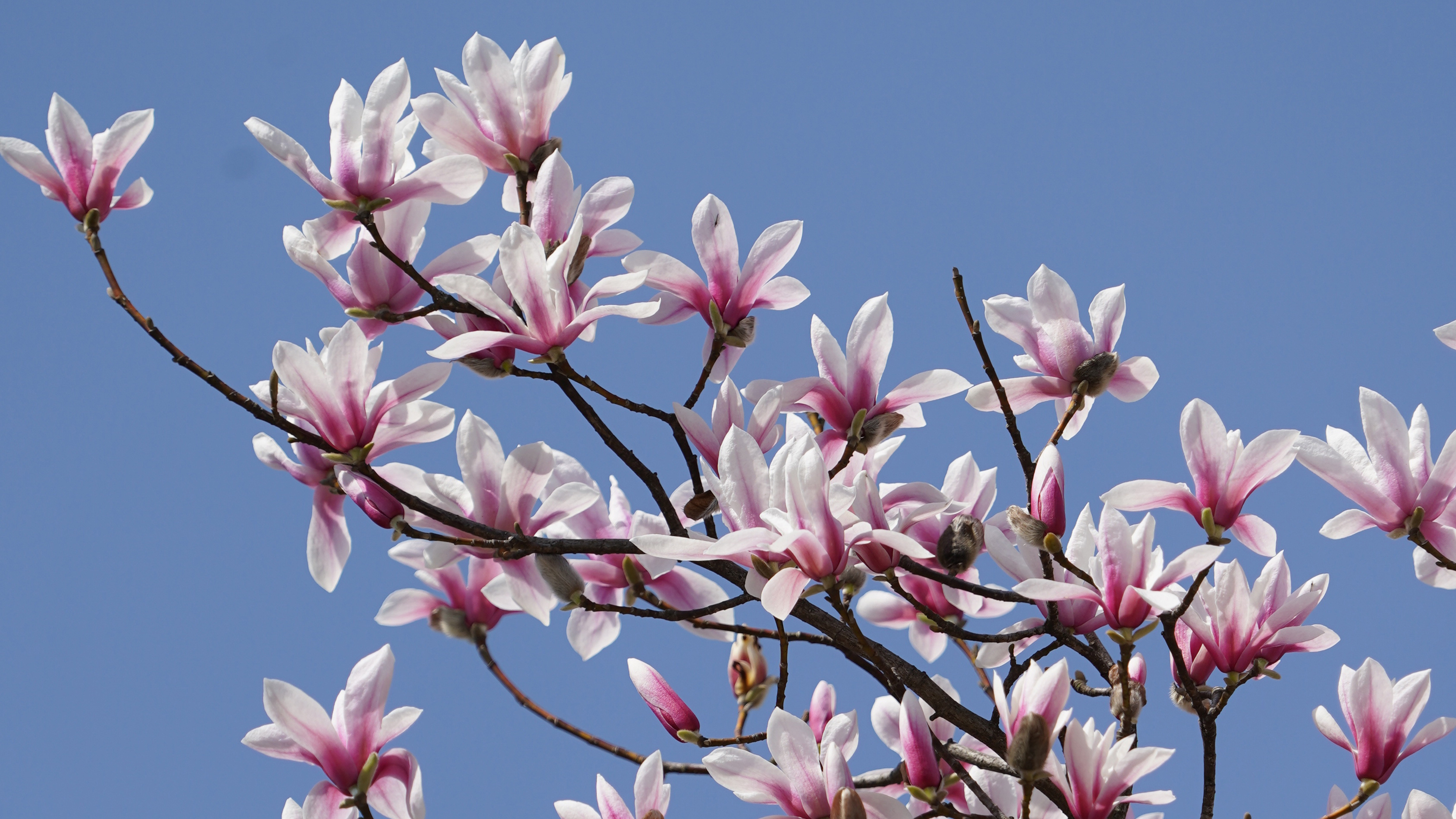 Magnolia Tree, 145, 3840x2160 4K Desktop