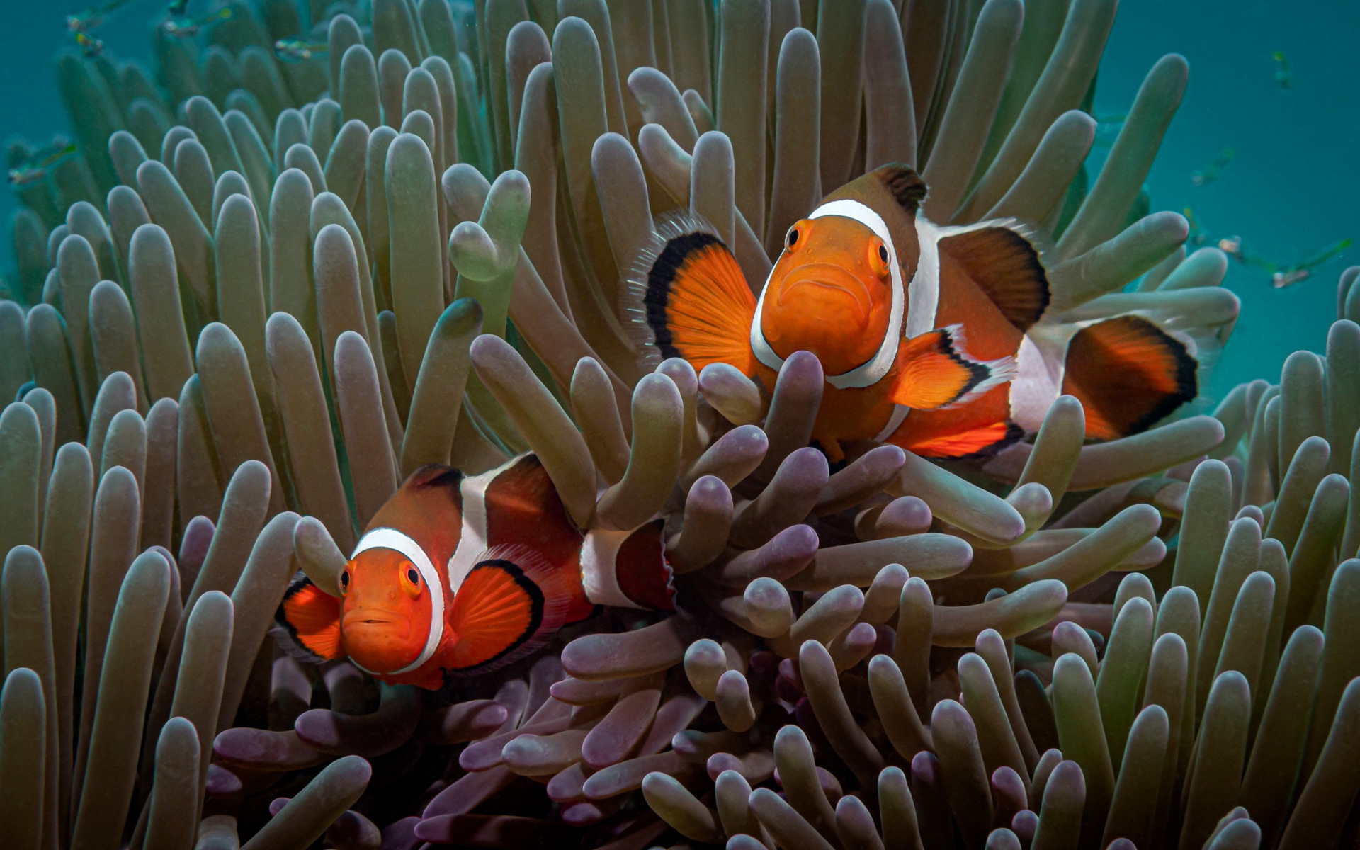 Sea anemone, Clown Fish Wallpaper, 1920x1200 HD Desktop