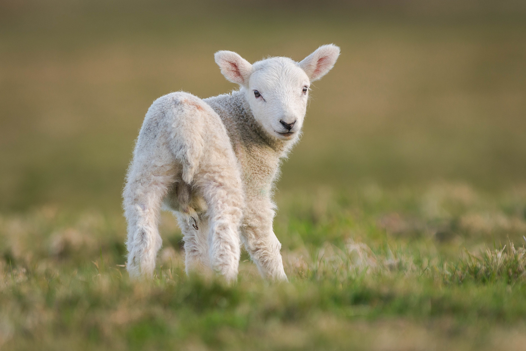 Goat, Graceful presence, Serene demeanor, Fantastic creature, 2050x1370 HD Desktop