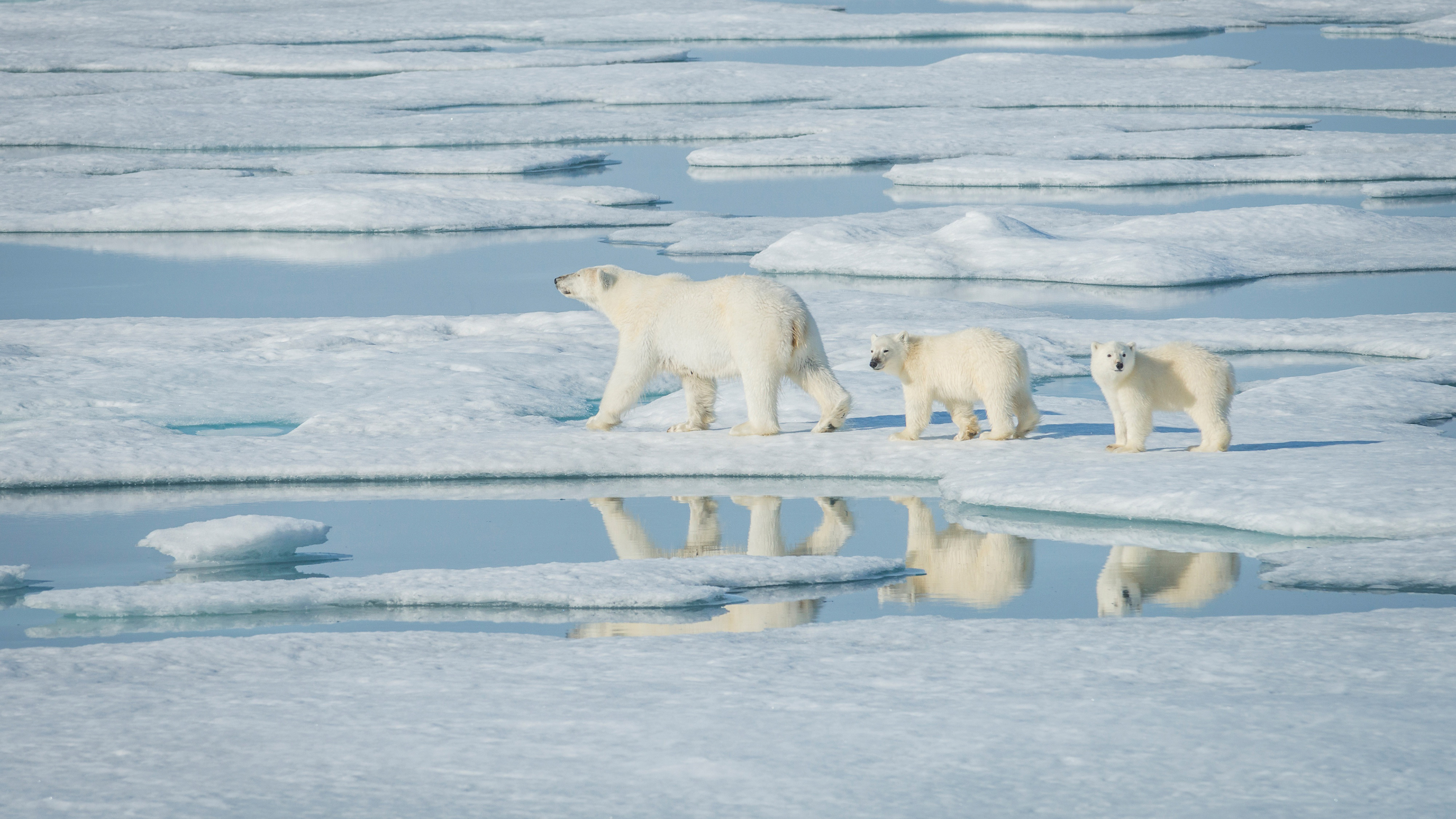 Snowy landscape wallpaper, Winter bear beauty, Icy environment, Chilled wilderness, 3840x2160 4K Desktop