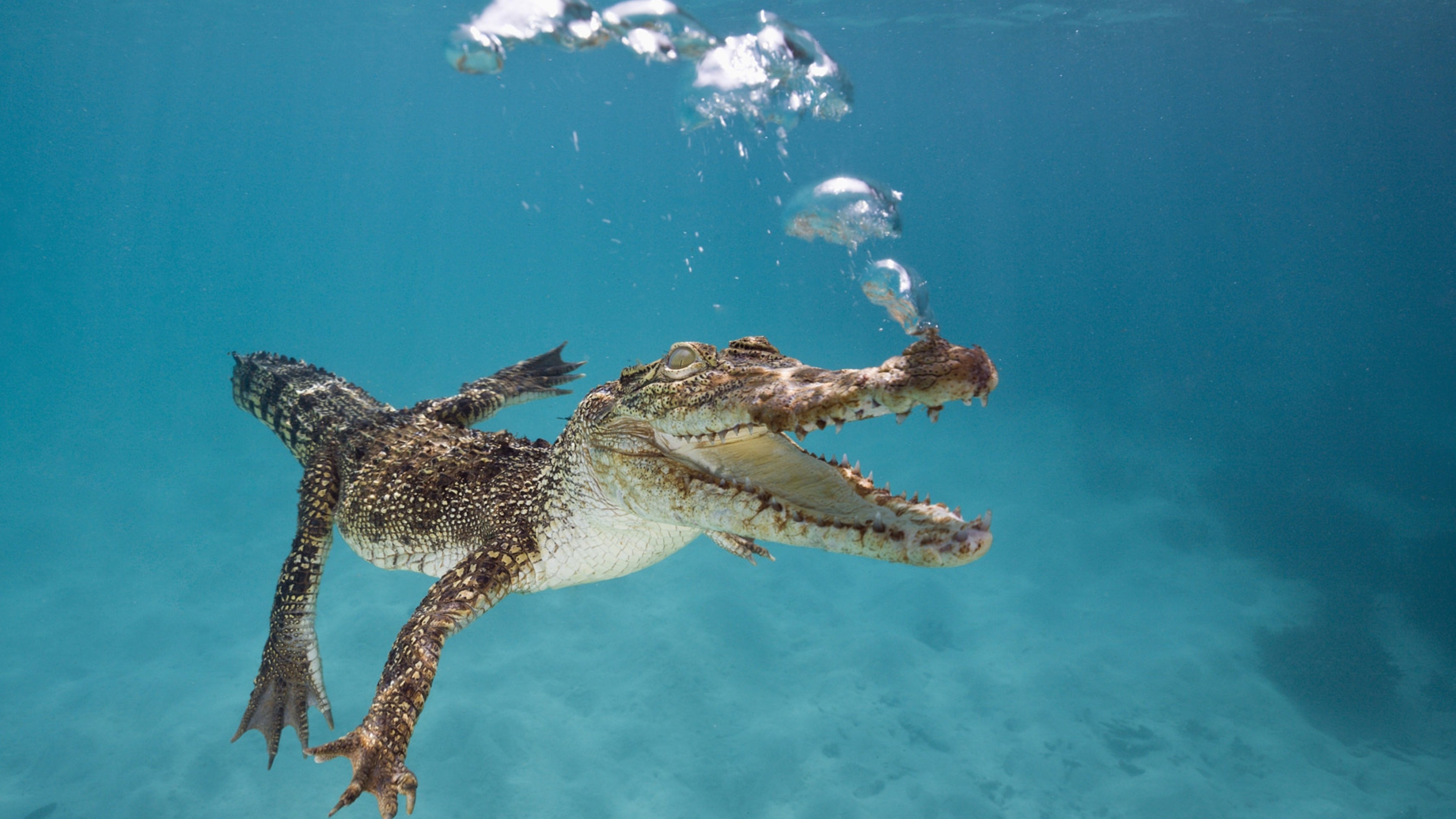 Wallpaper Crocodile, Calf, Swim, Underwater, Bubbles, Animals #10122 - Page 2 3840x2160