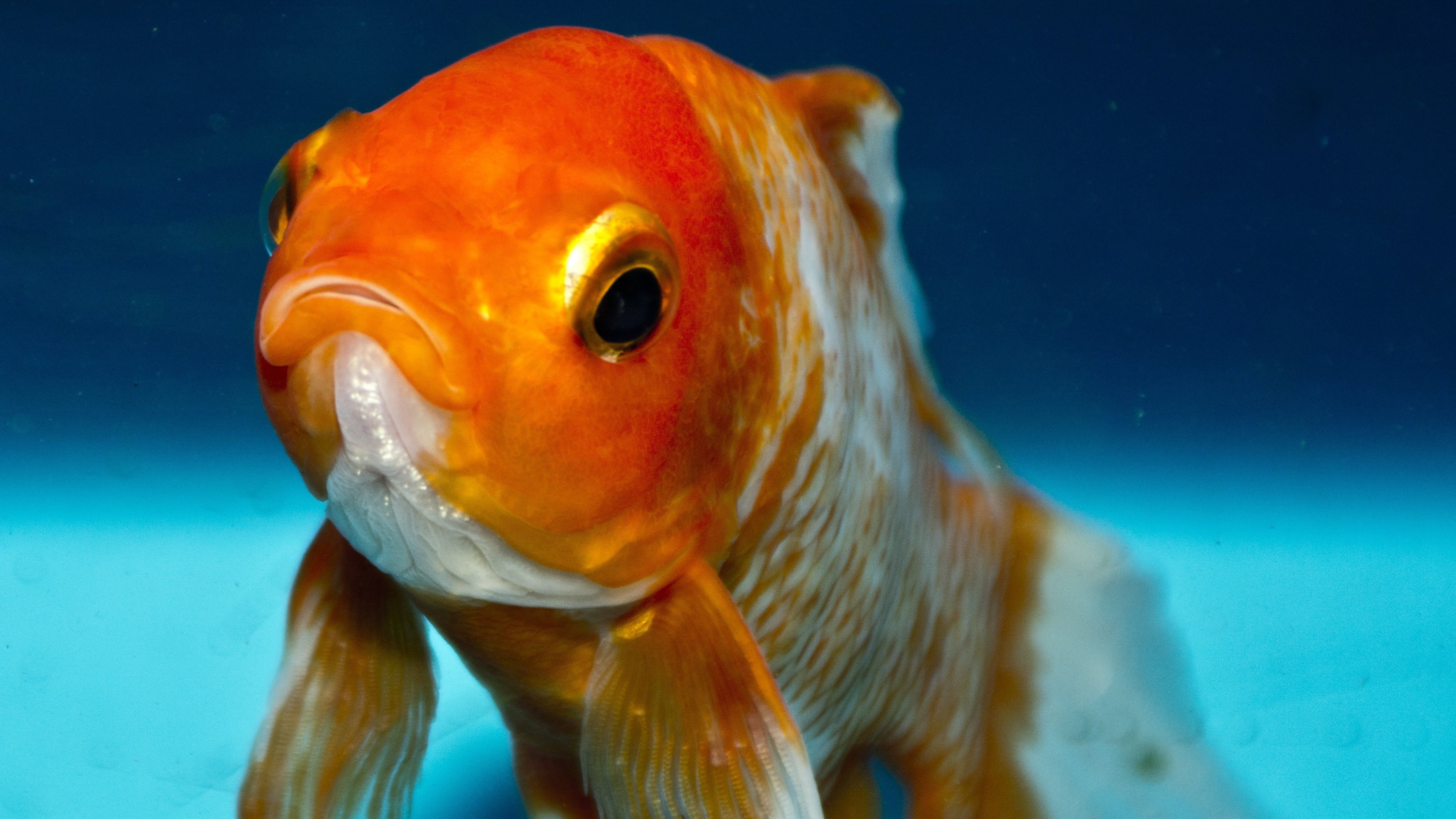 Goldfish, Stunning wallpapers, Aquatic beauty, 3840x2160 4K Desktop