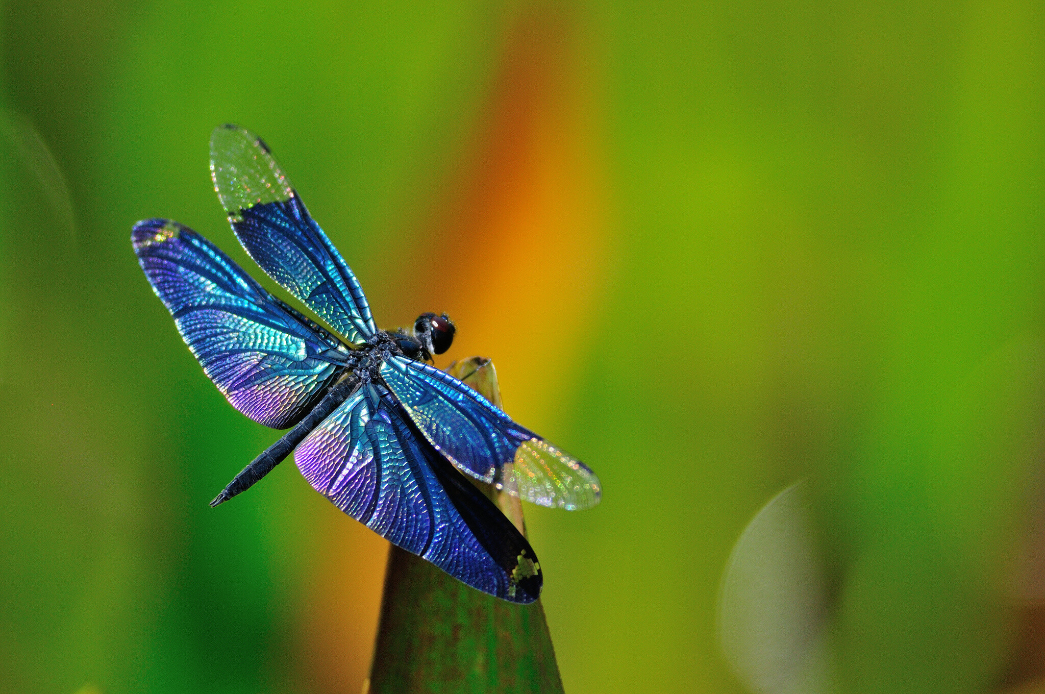 Grass background macro, Dragonfly wallpapers, 2050x1360 HD Desktop