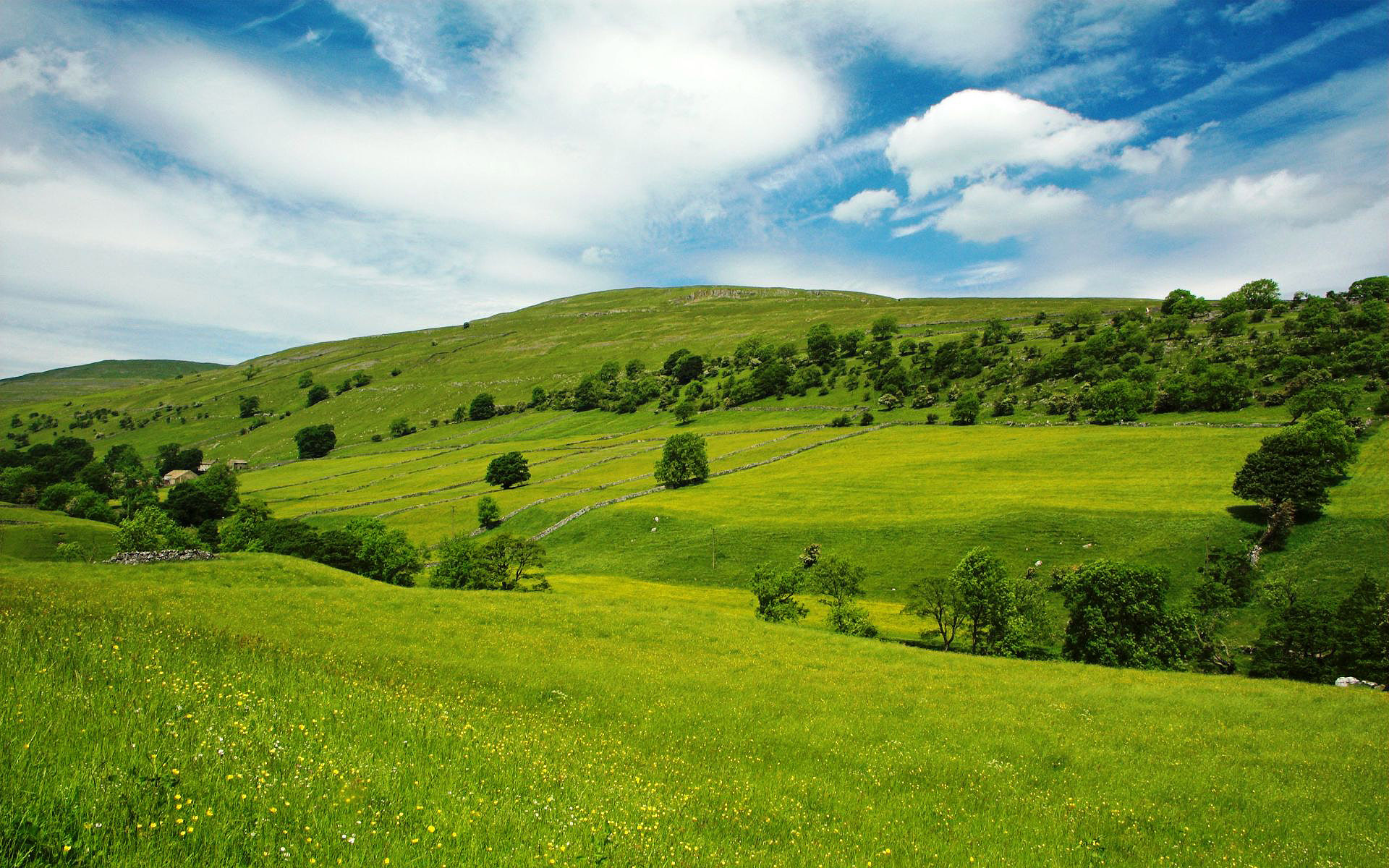 Yorkshire Dales countryside, dry stone walls, yellow wildflower meadow, HD Desktop wallpaper