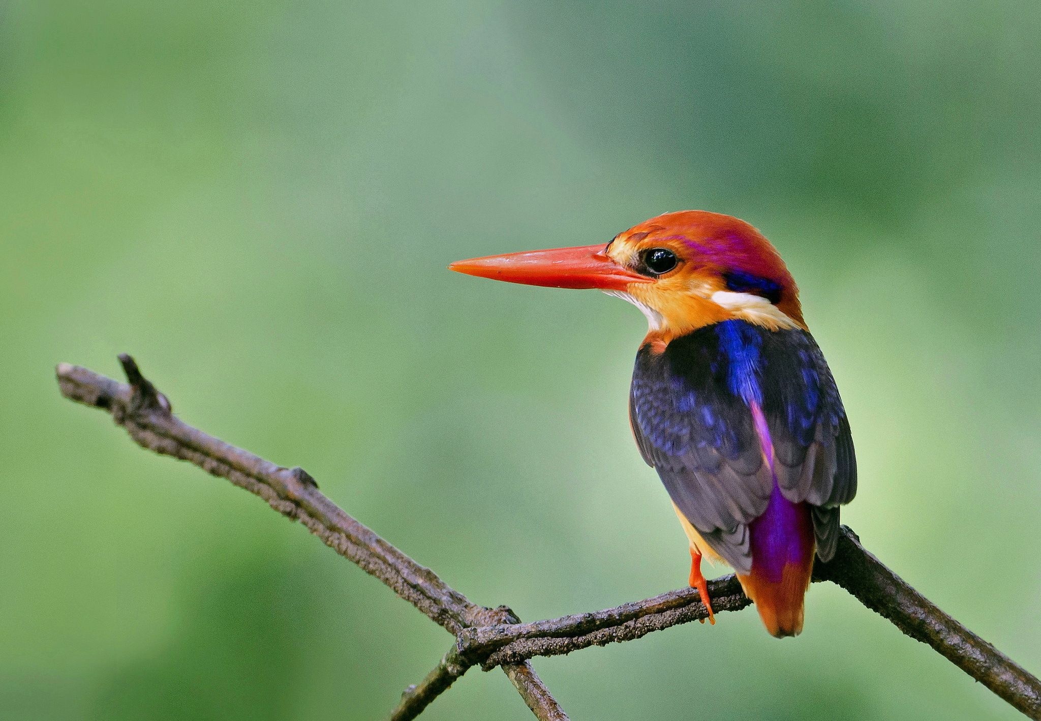Oriental dwarf kingfisher, Beautiful kingfishers, Colorful birds, HD wallpaper, 2050x1420 HD Desktop