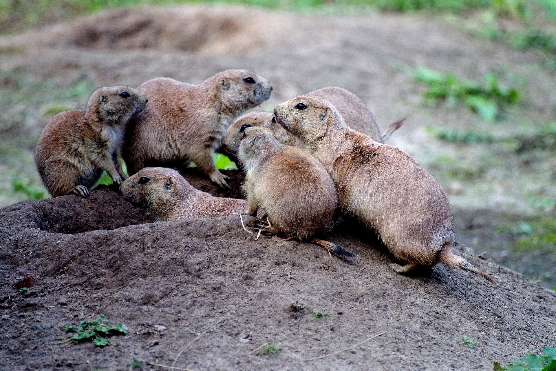 Interesting Prairie Dog Facts, Lesser known trivia, 1920x1280 HD Desktop