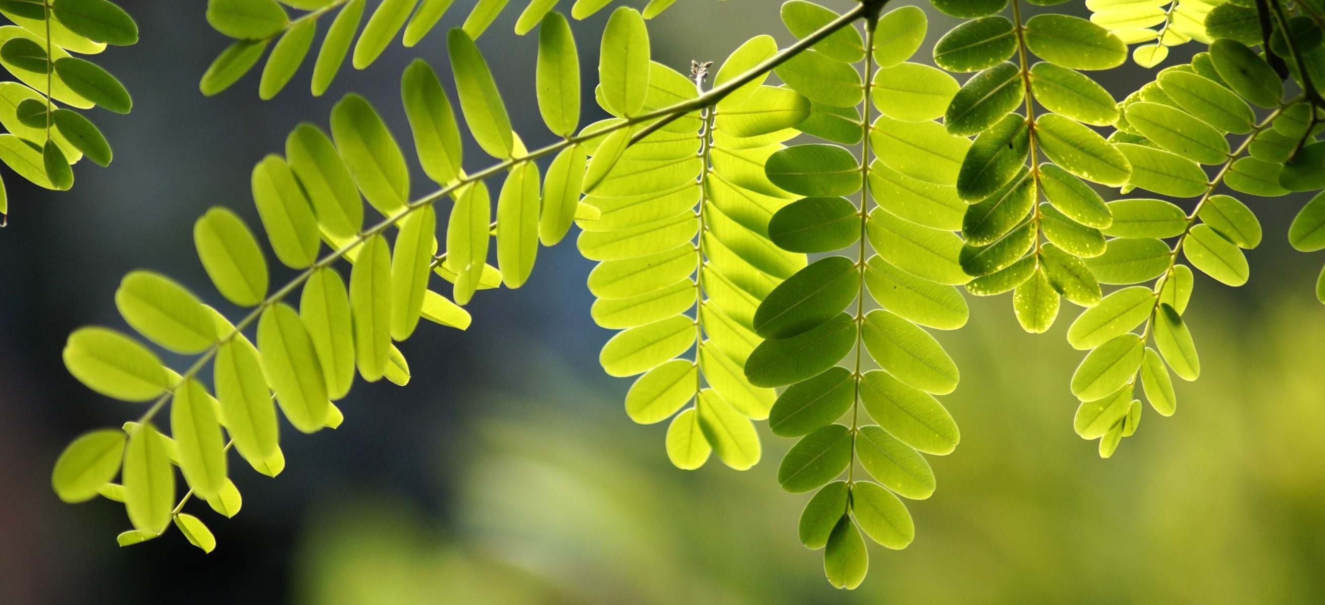 Acacia tree care, Shade giving, Pruning techniques, Towering beauty, 2630x1200 Dual Screen Desktop