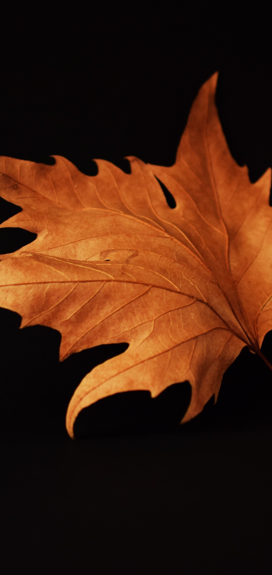 Autumn leaf on black, Mobile wallpapers, Stunning backgrounds, Captivating images, 1080x2280 HD Phone