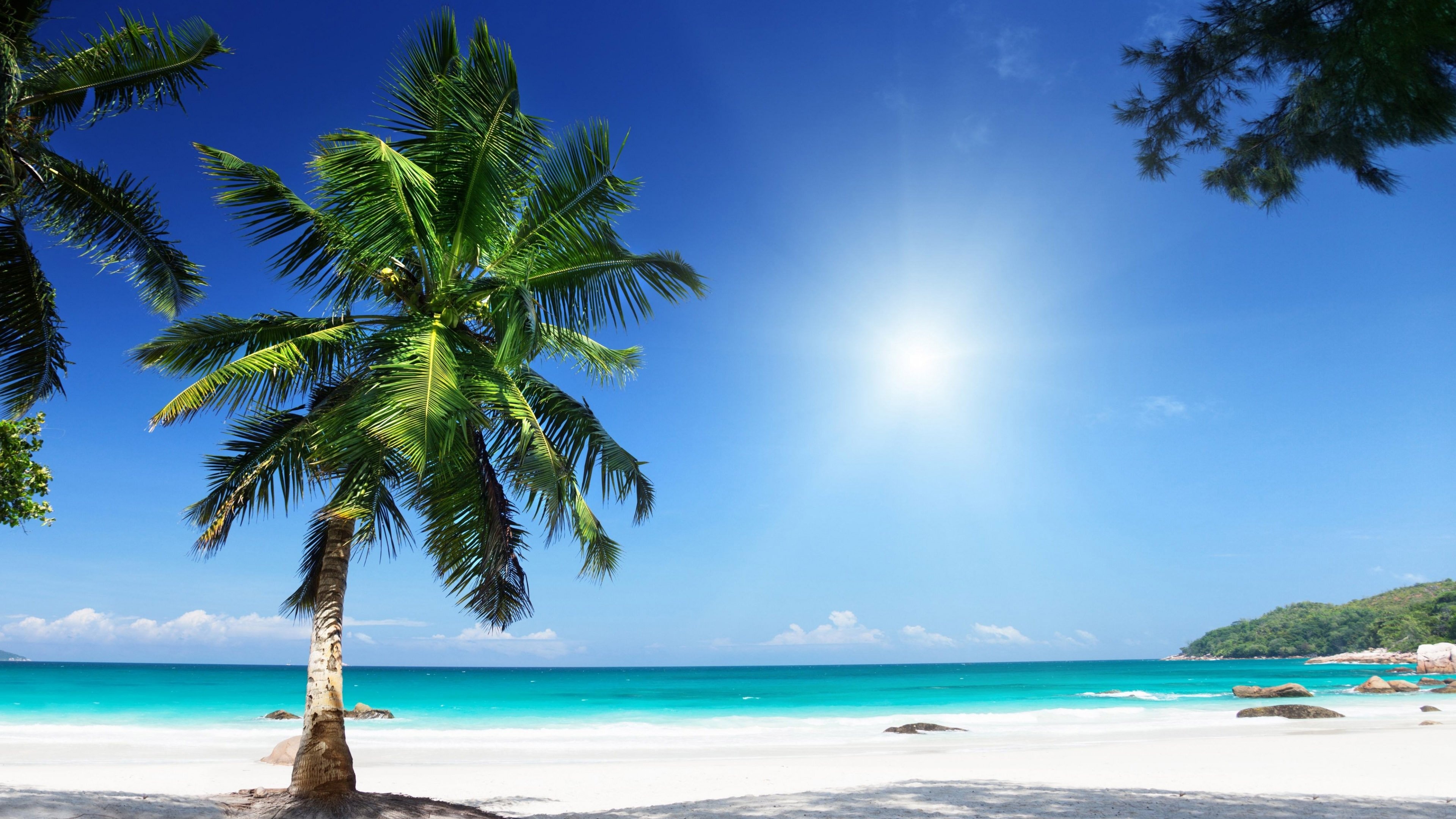 Solitary coconut palm tree, White sand beach, Turquoise tropical ocean, 4K Desktop wallpaper