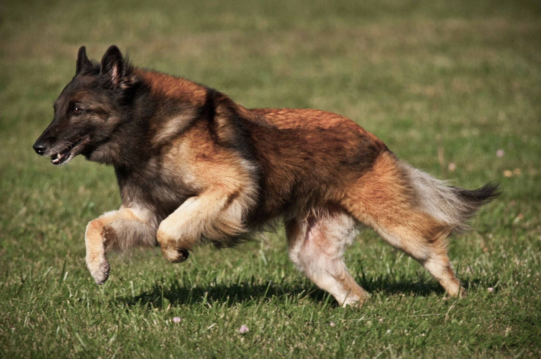 Belgian Tervuren, Lure coursing, Giant dog breeds, High-energy, 2050x1360 HD Desktop