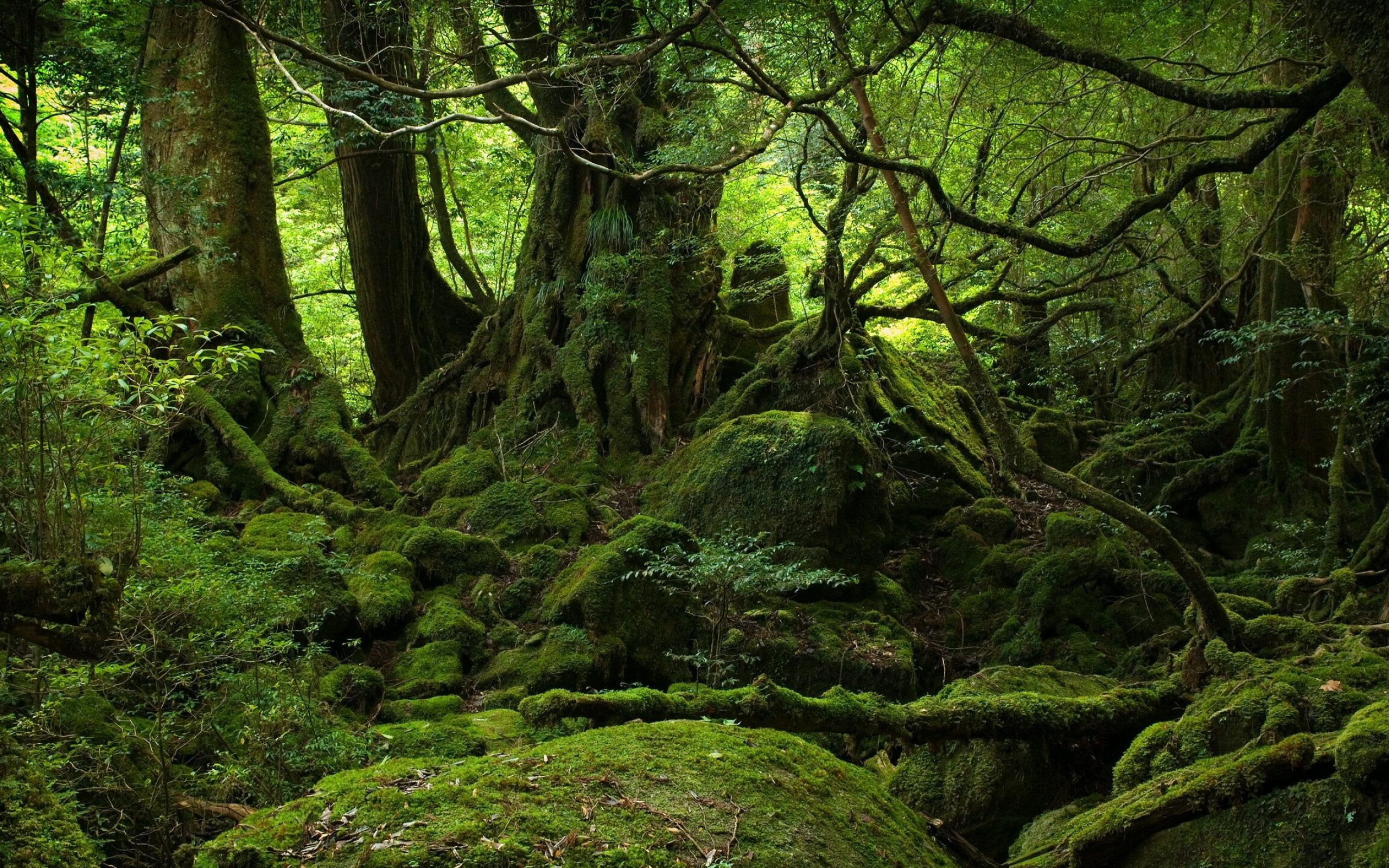 Rainforest desktop wallpapers, Nature's wonders, Serene forest, Calm ambiance, 2560x1600 HD Desktop