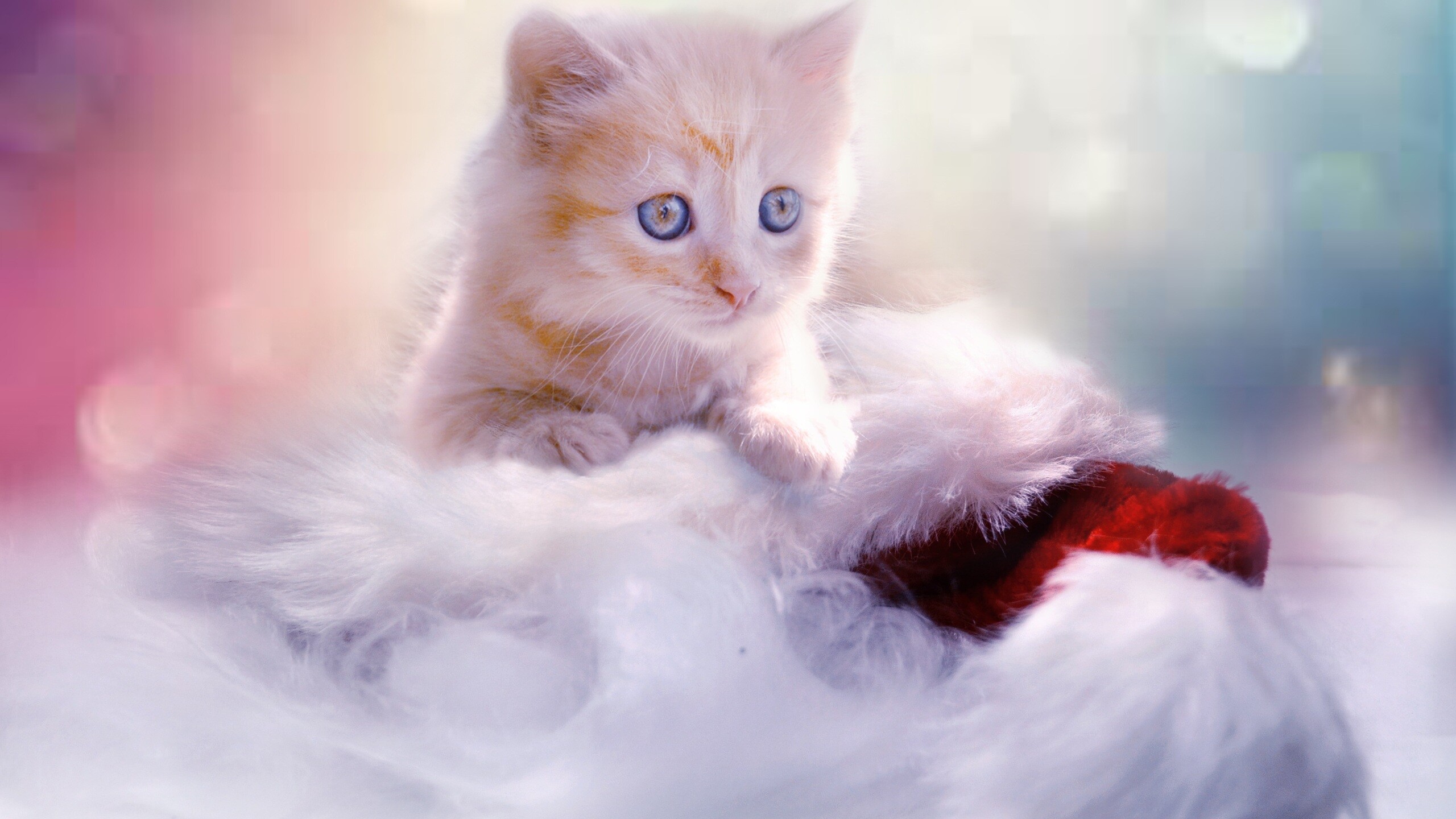 Christmas kitten, 1440p resolution, HD 4K wallpapers, Images, 2560x1440 HD Desktop